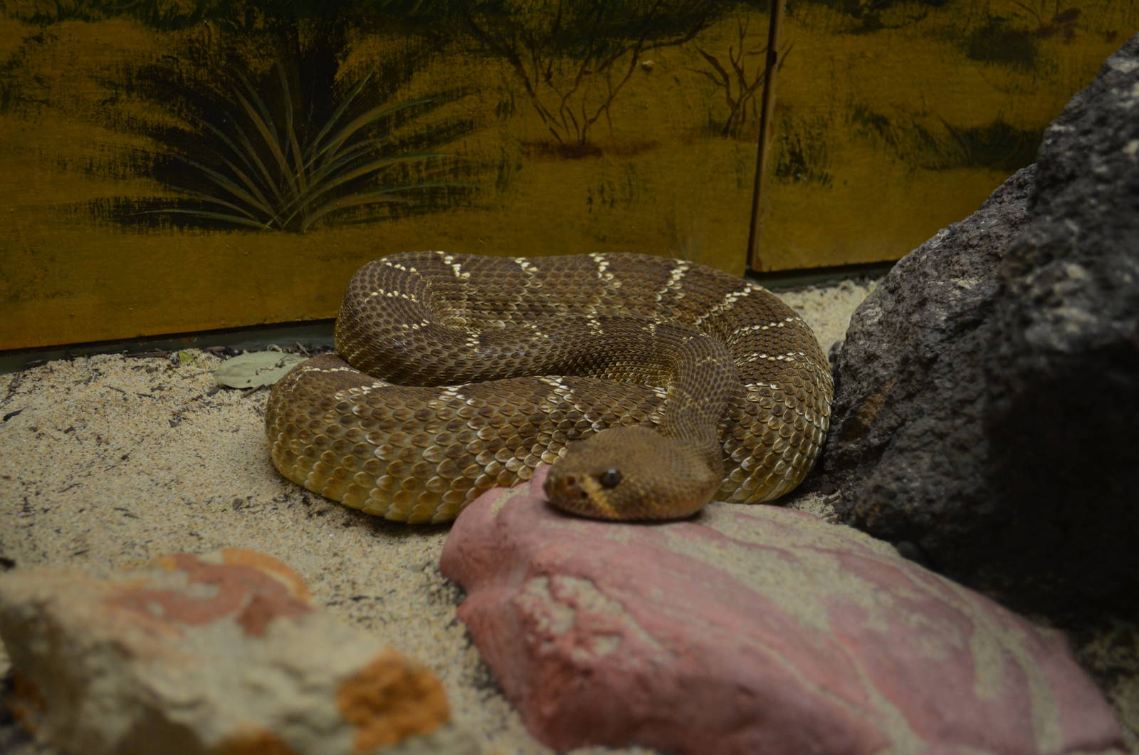 California Living Museum - Red Diamonback Rattlesnake