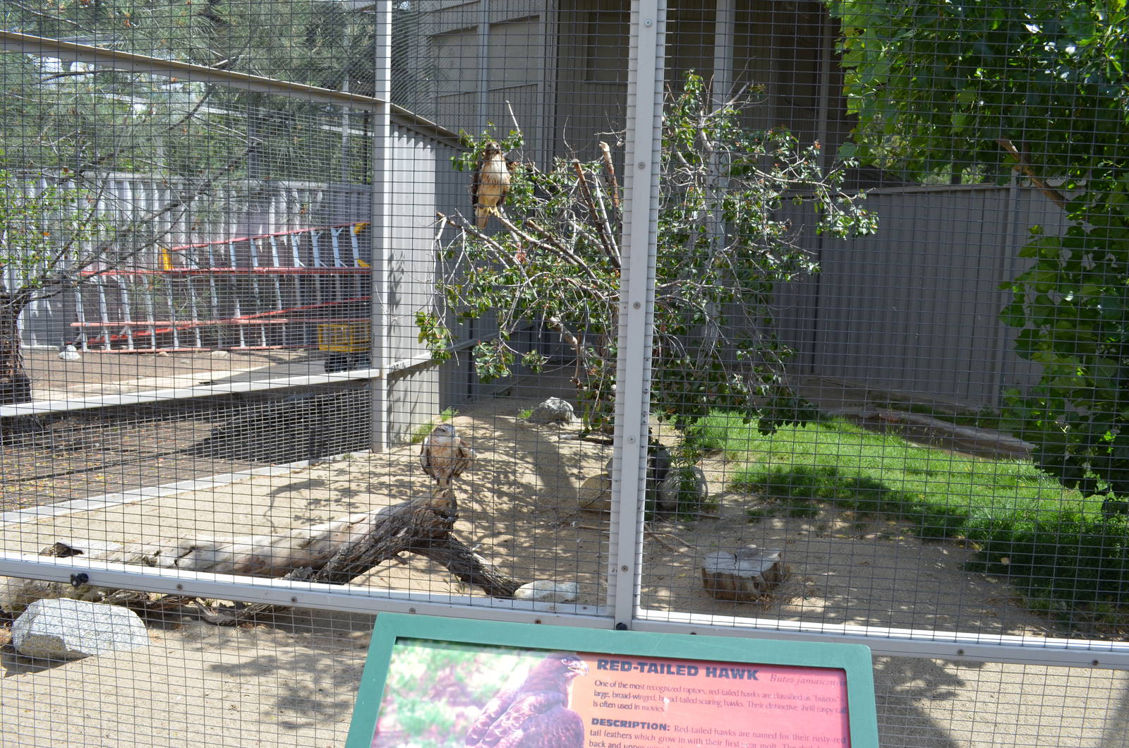 California Living Museum - Red-tailed Hawk Exhibit