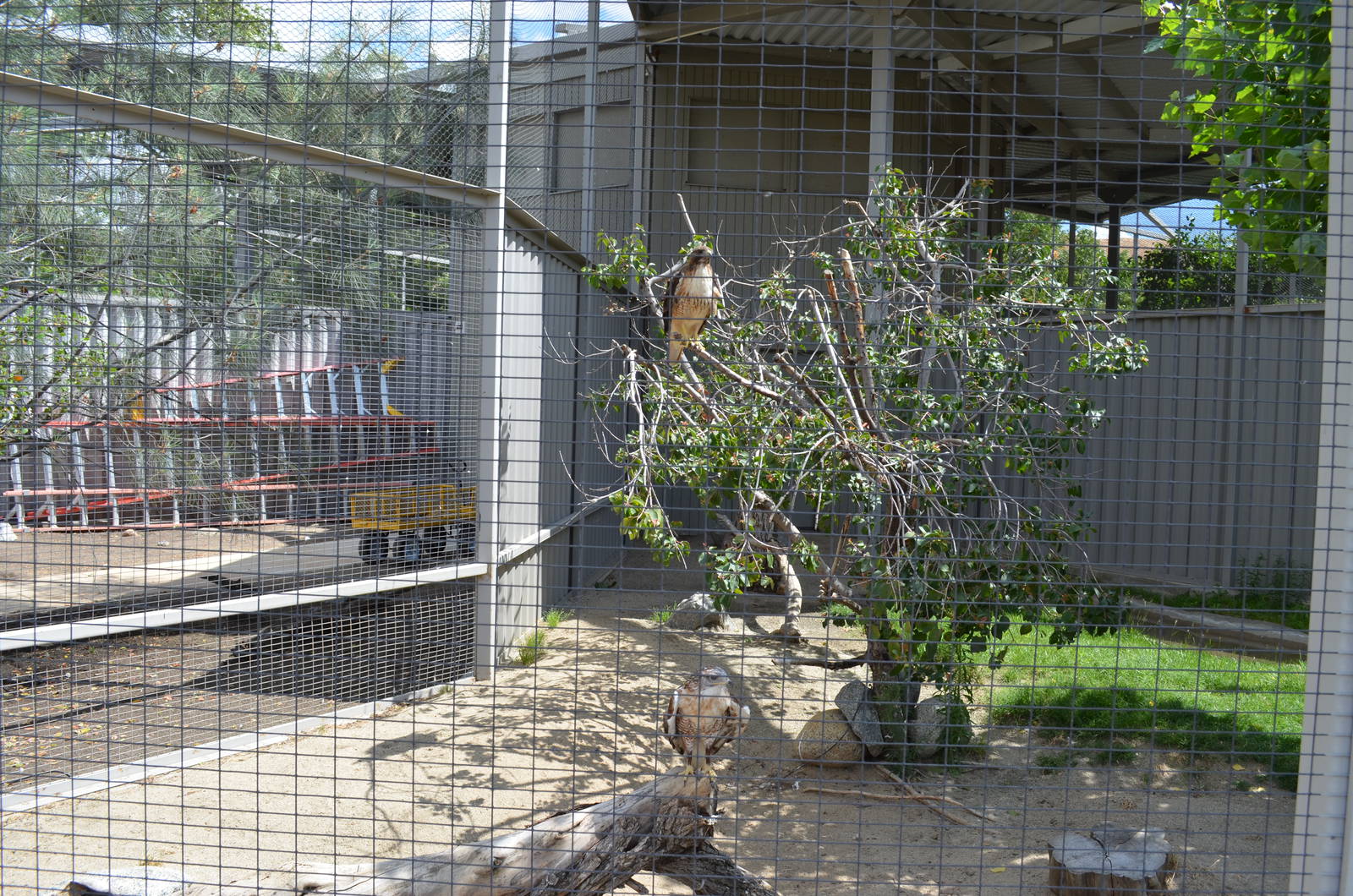 California Living Museum - Red-tailed Hawk Exhibit