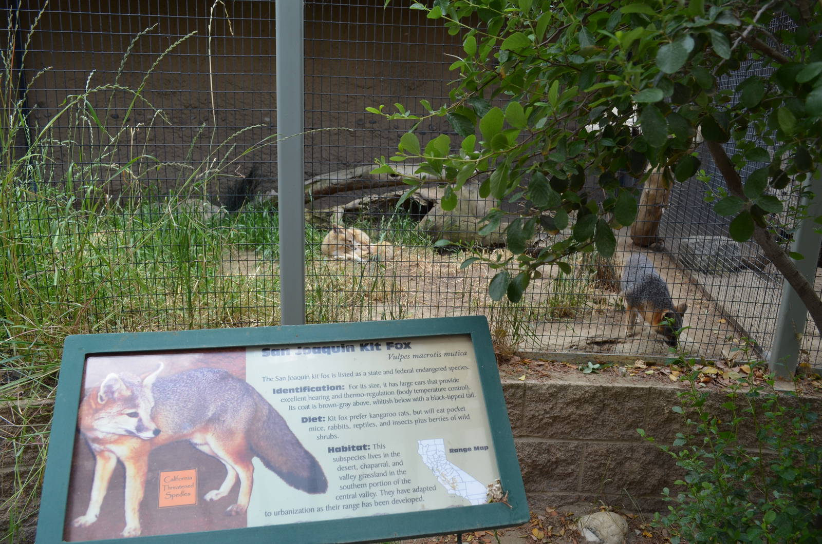 California Living Museum - San Joaquin Kit Fox