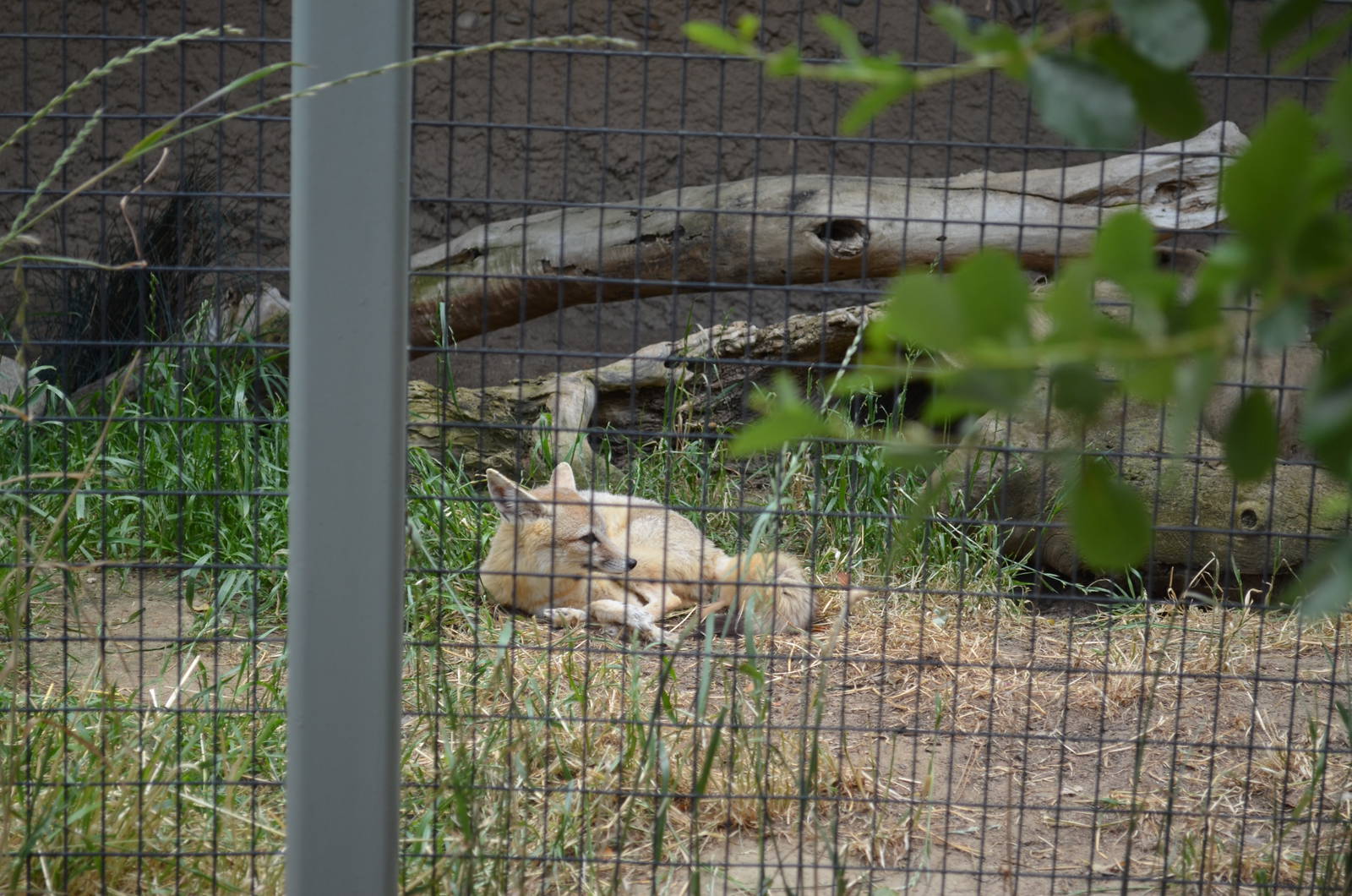 California Living Museum - San Joaquin Kit Fox