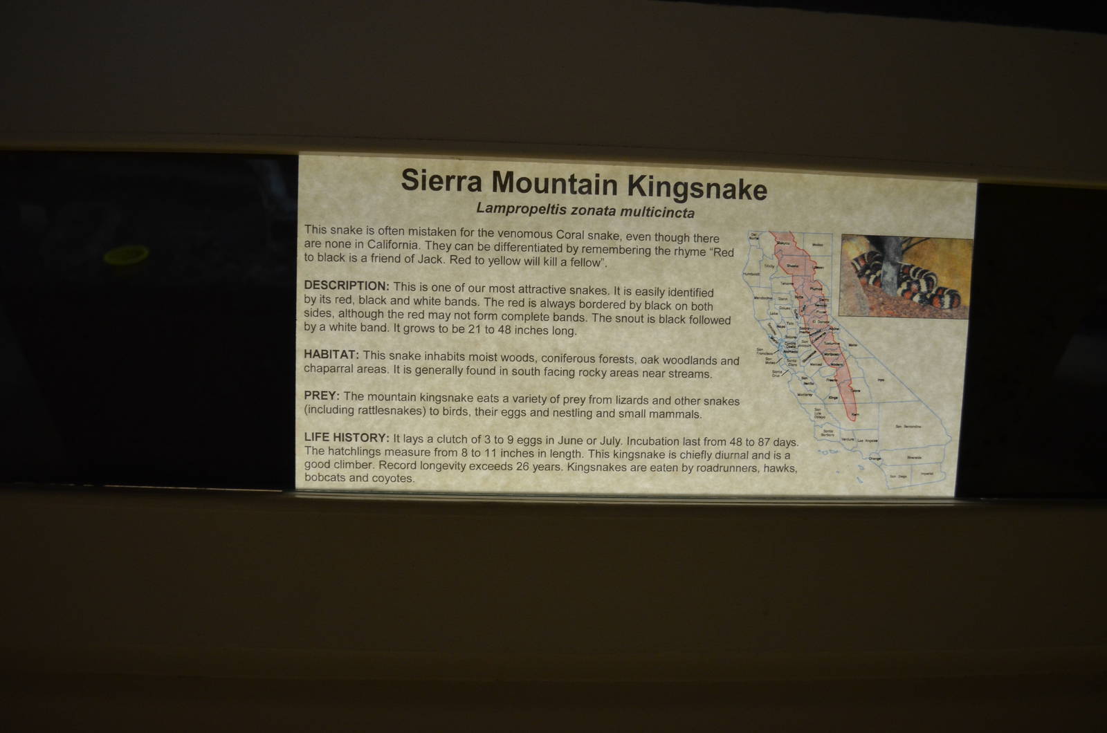California Living Museum - Sierra Mountain Kingsnake Signage