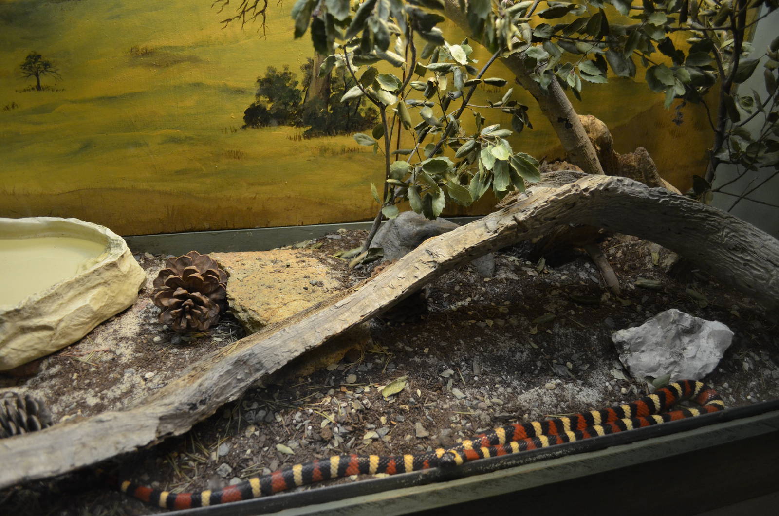 California Living Museum - Sierra Mountain Kingsnake