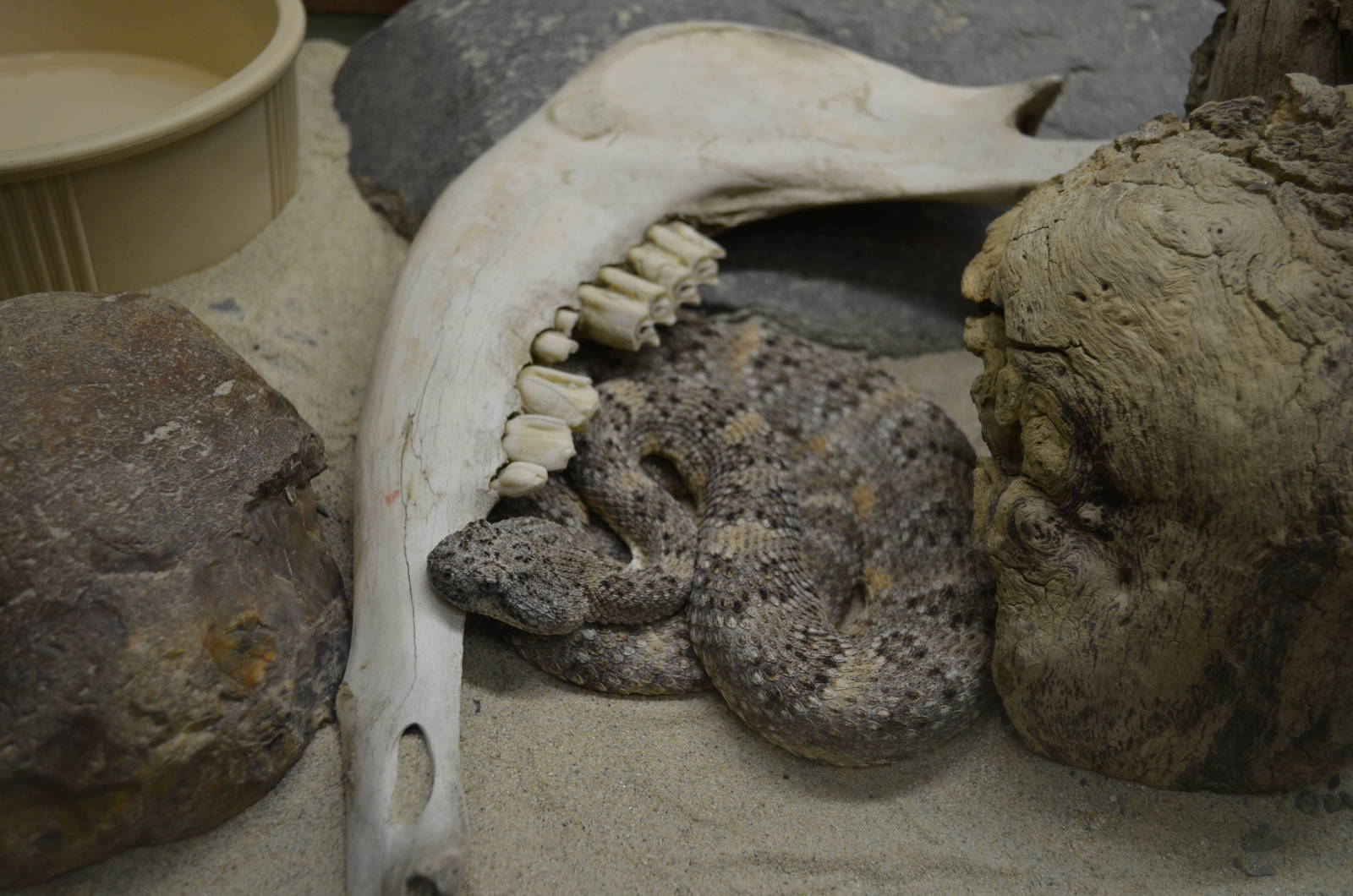 California Living Museum - Speckled Rattlesnake
