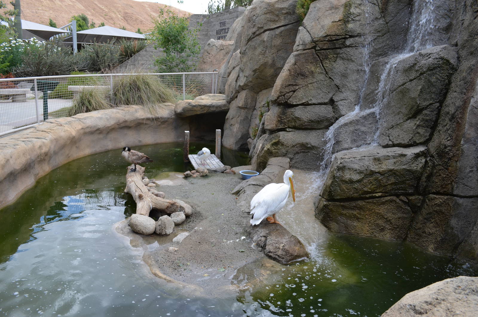 California Living Museum - Waterfowl Exhibit