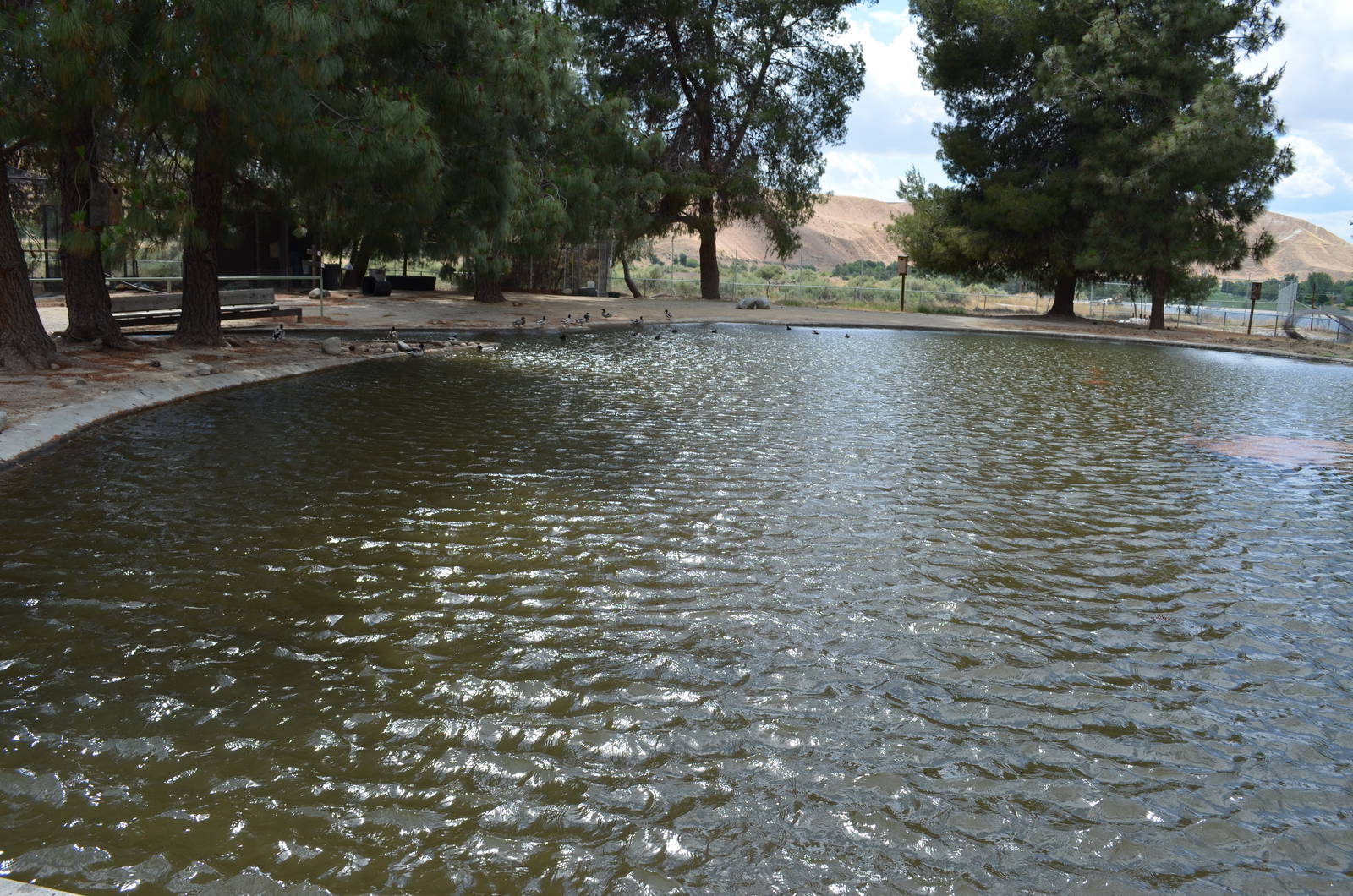California Living Museum - Waterfowl Pond