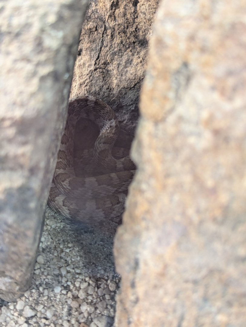 California Lyresnake