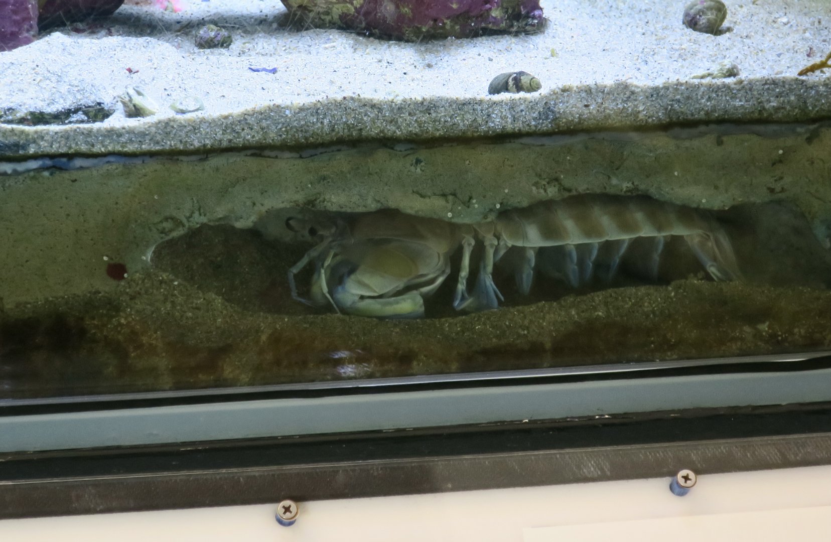 California Mantis Shrimp (Hemisquilla californiensis)