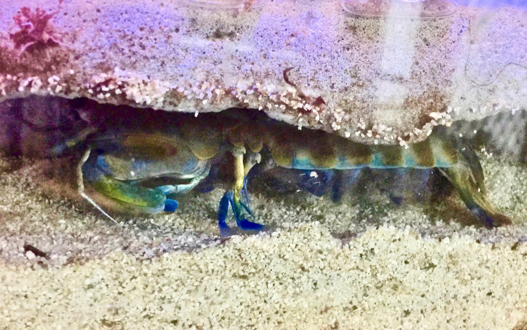 California Mantis Shrimp (Hemisquilla ensigera)