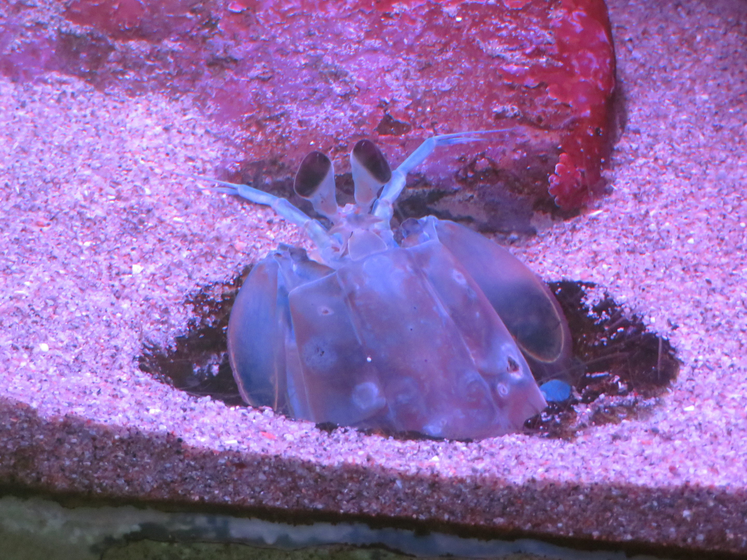 California Mantis Shrimp