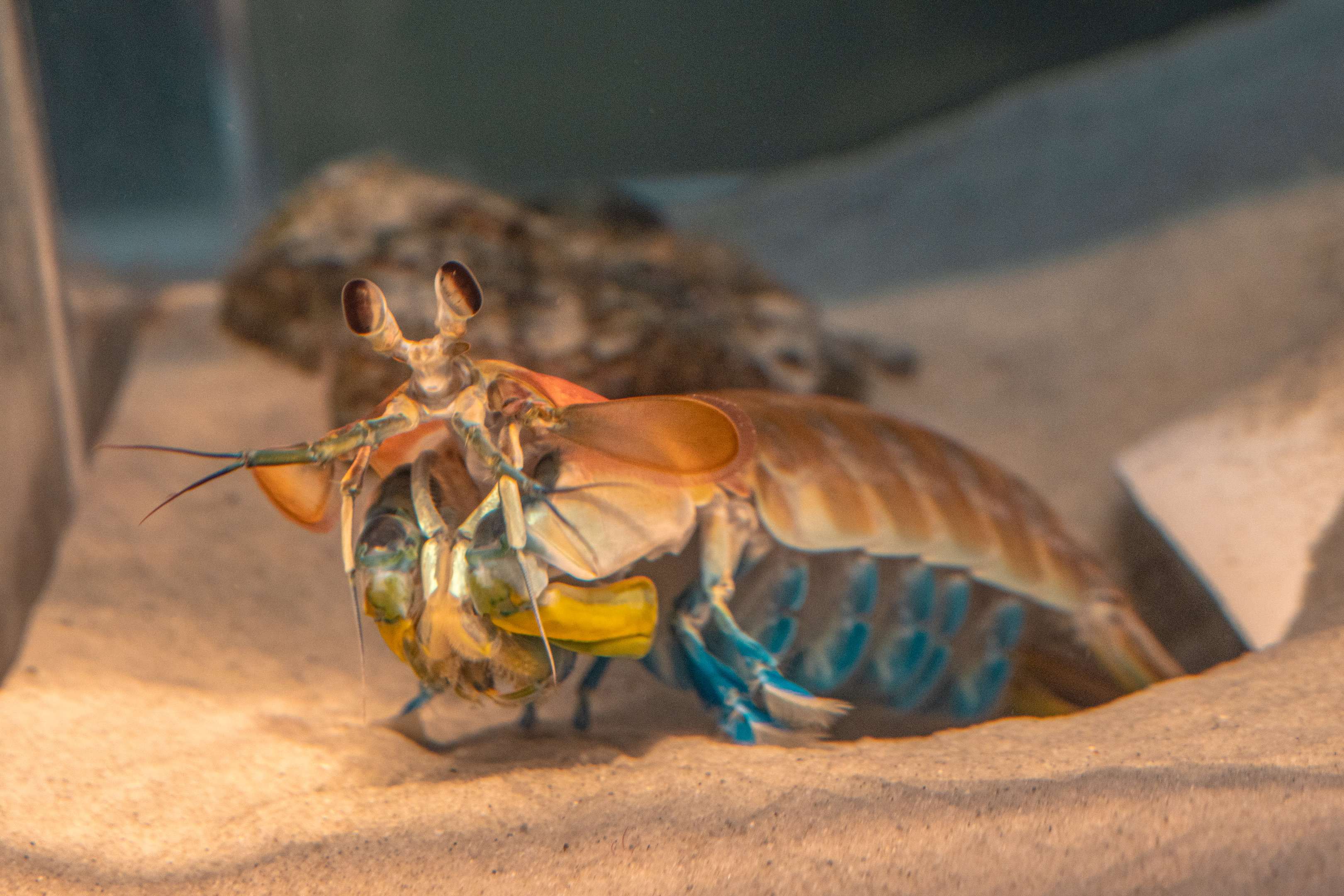 California Mantis Shrimp