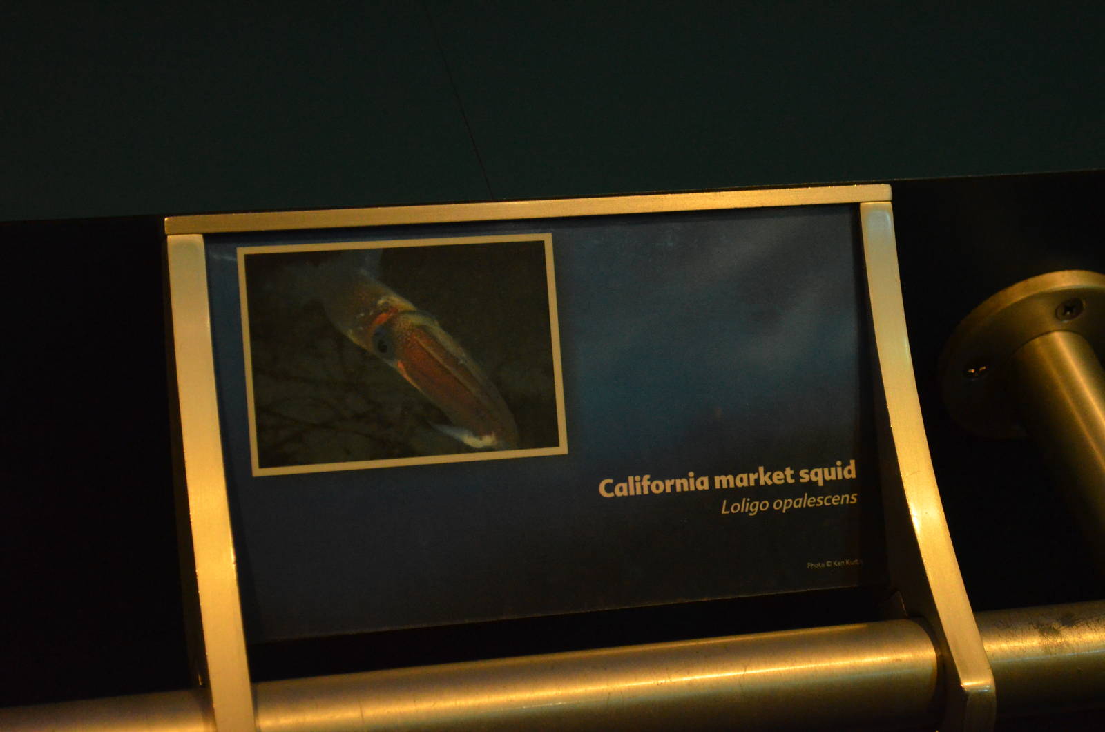 California Market Squid Signage