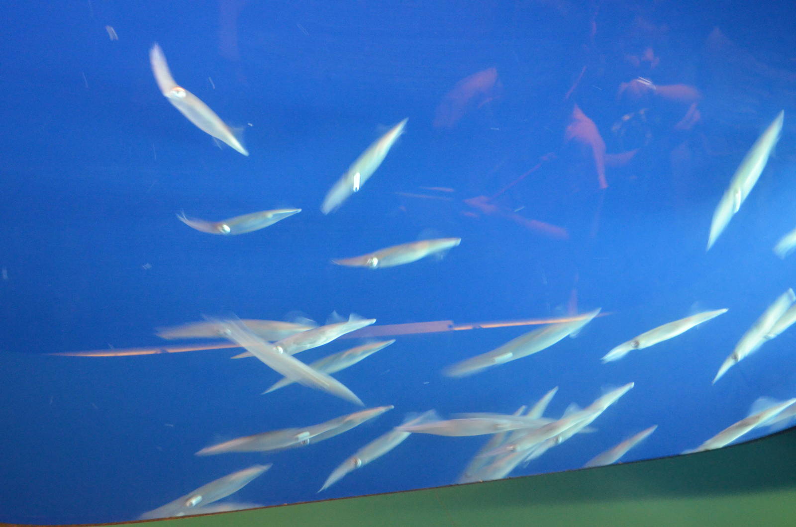 California Market Squids