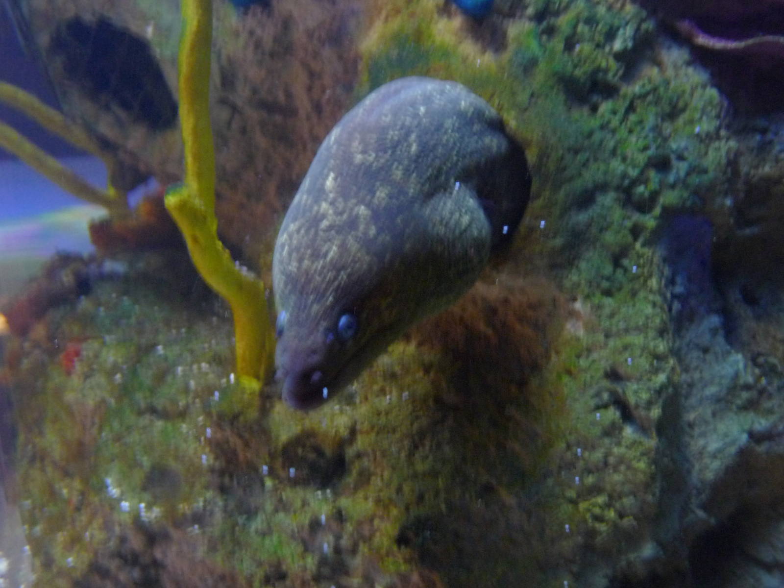 california moray eel acuario centro cultural tijuana