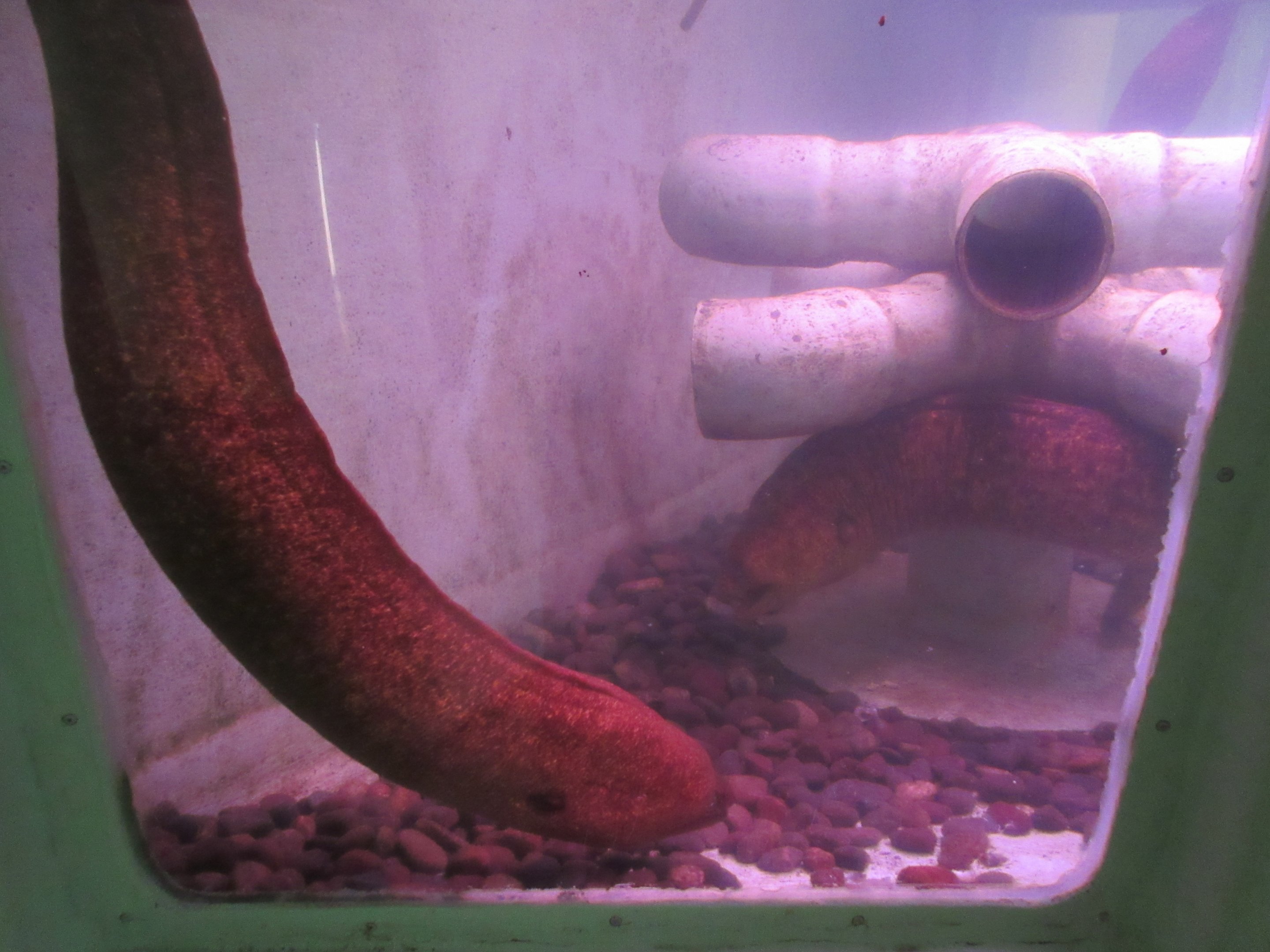 California Moray Eel Exhibit