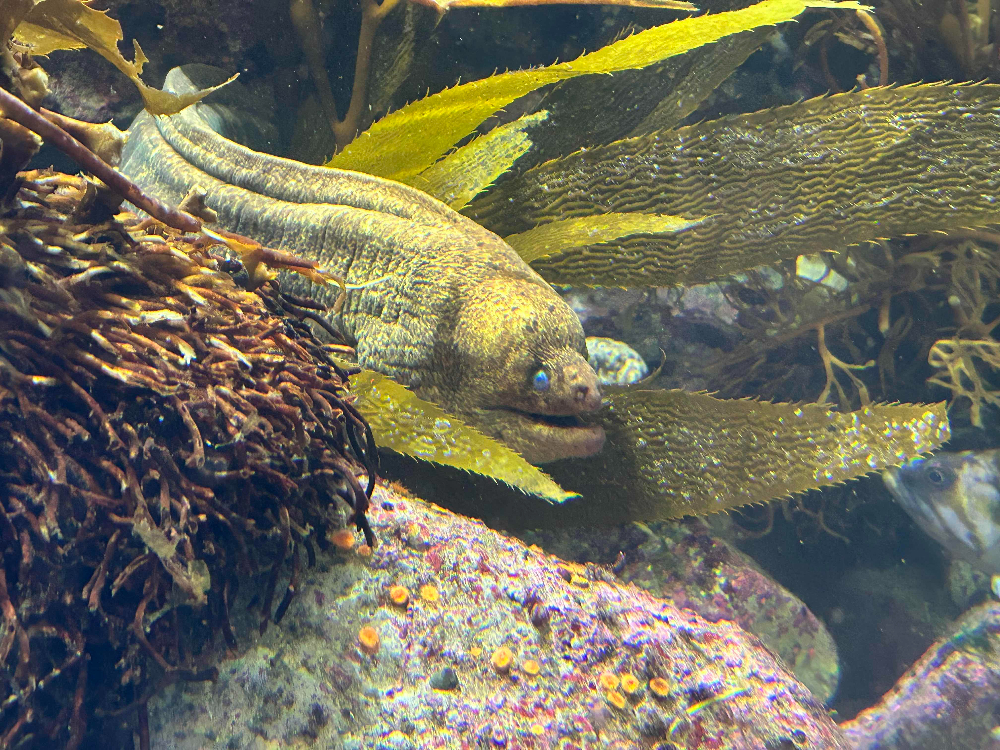 California moray eel, Gymnothorax mordax