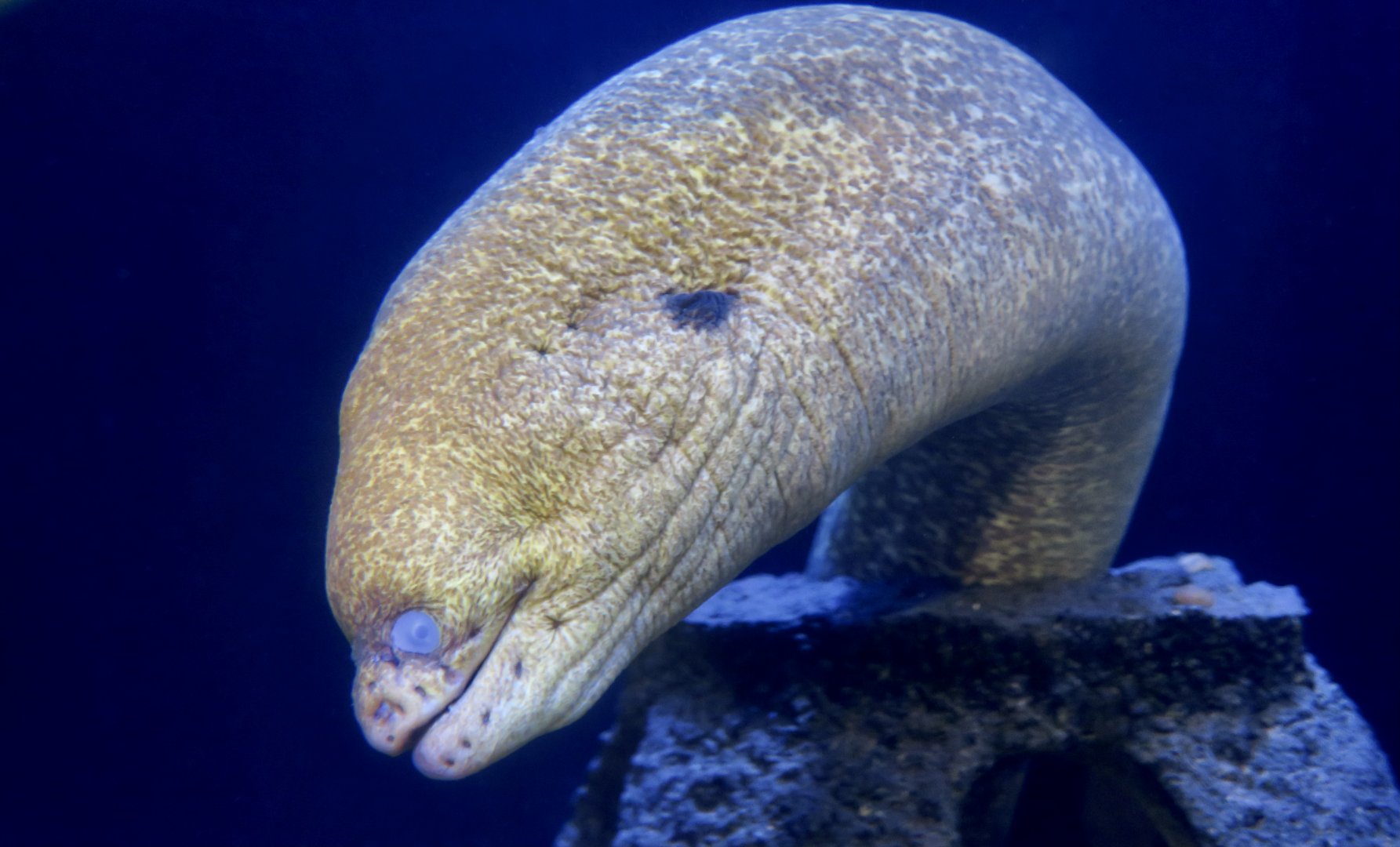 California Moray Eel (Gymnothorax mordax)