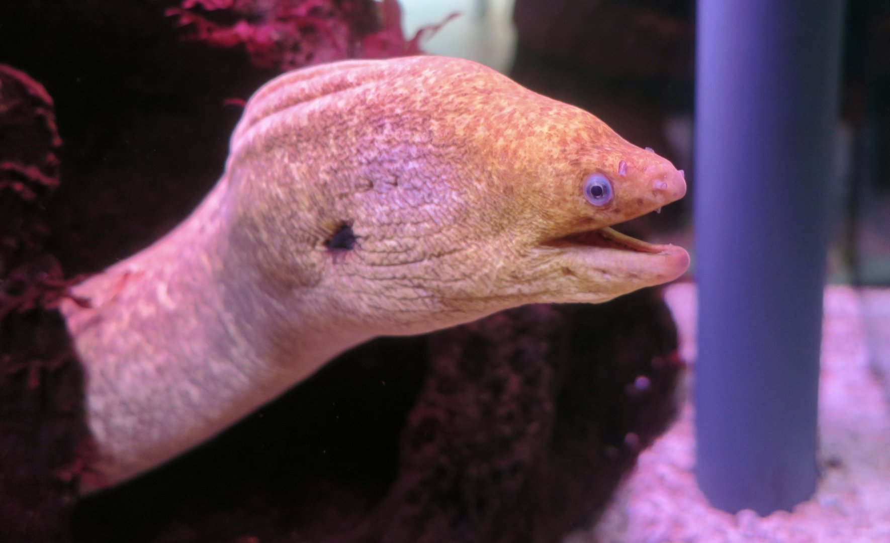 California Moray Eel (Gymnothorax mordax)