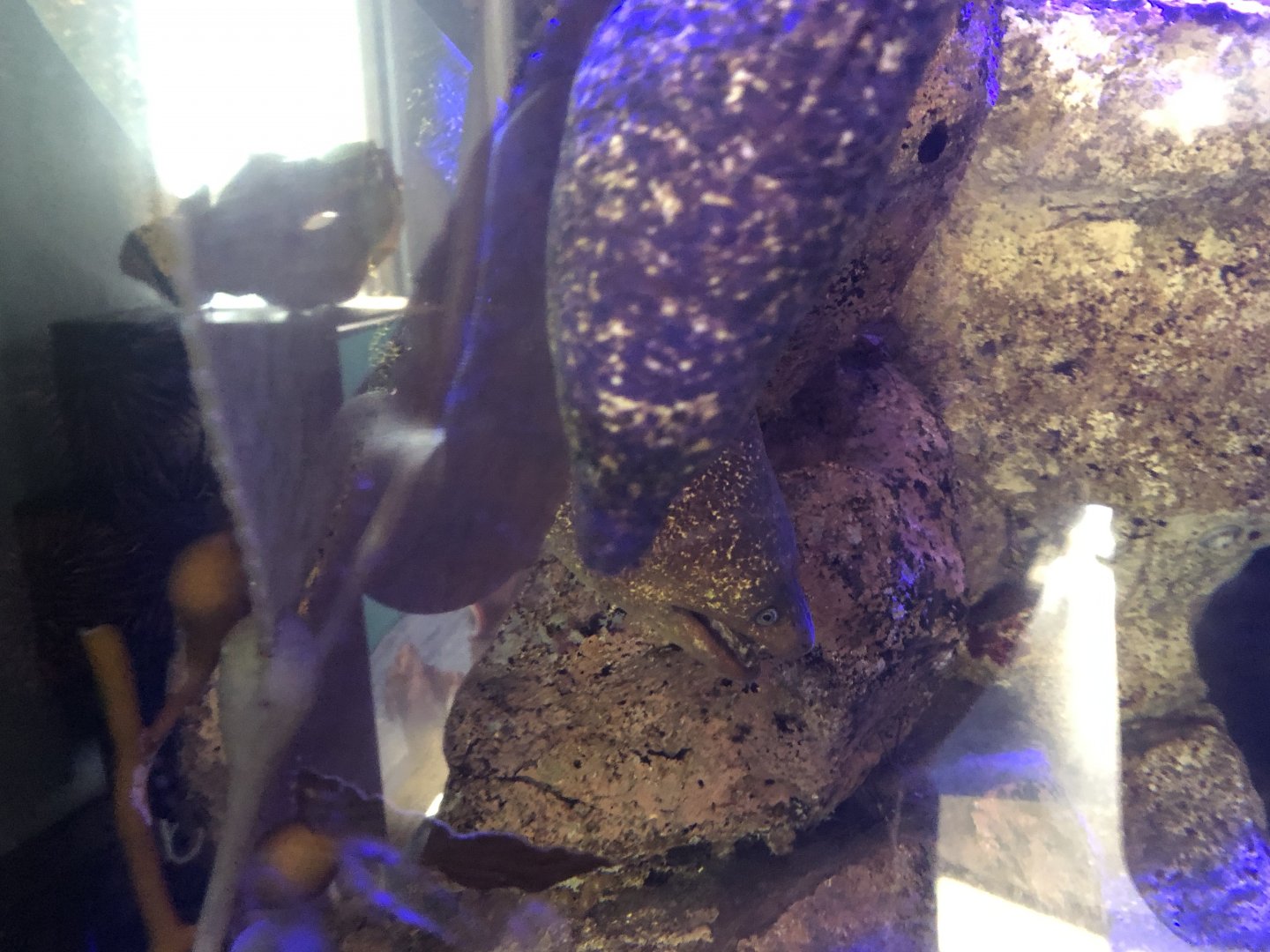 California Moray Eel tank
