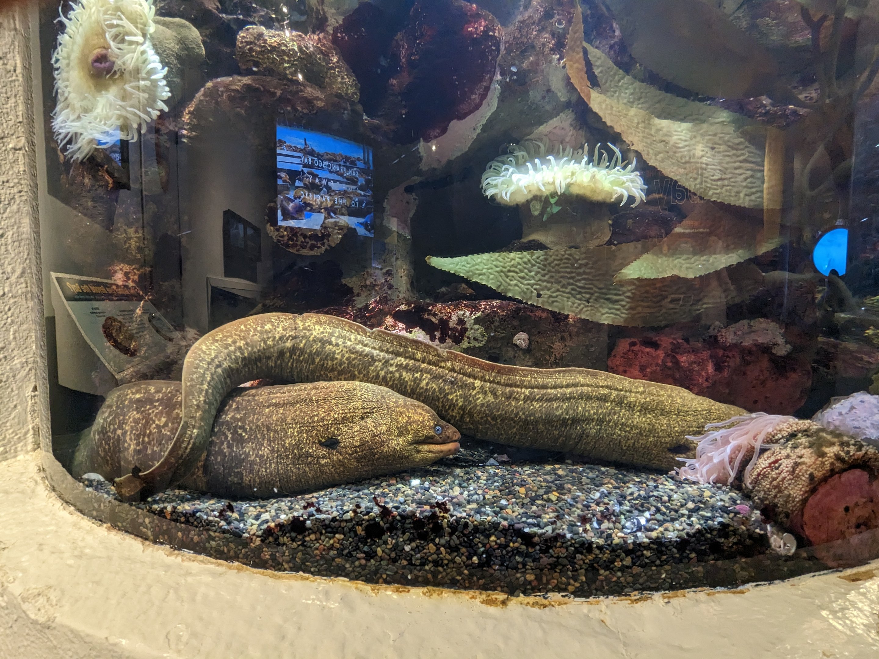 California moray eel