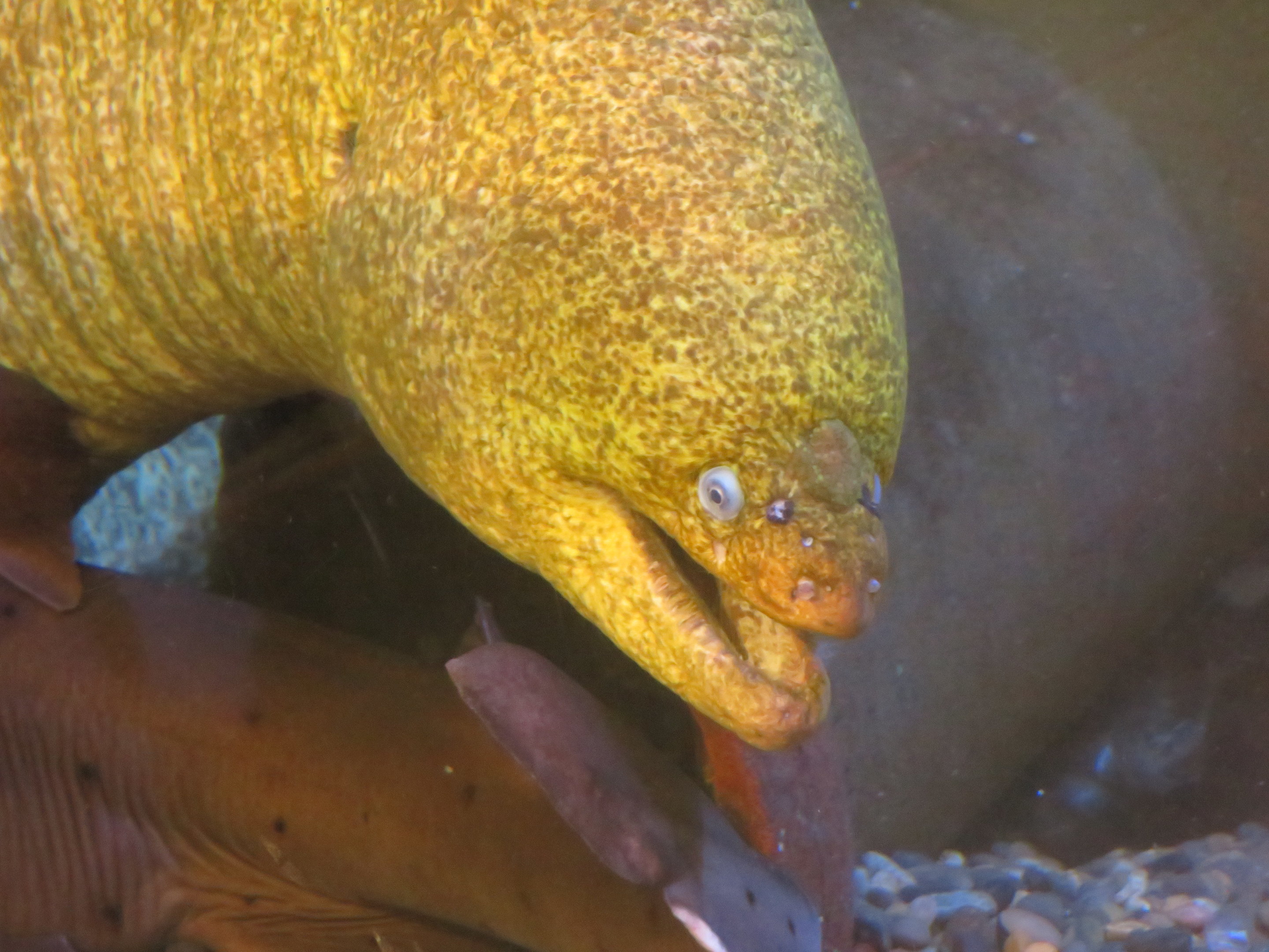 California Moray Eel