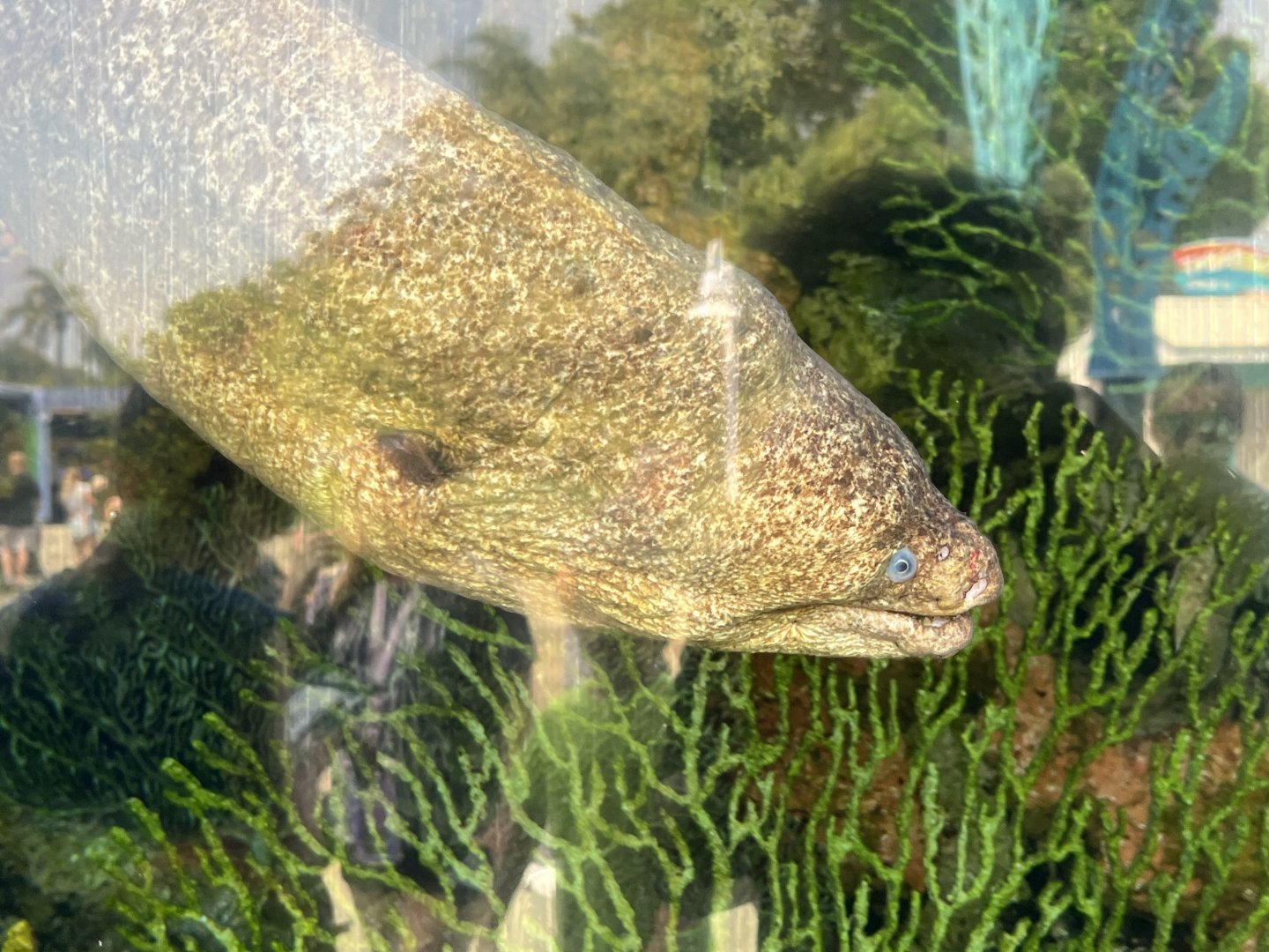 California Moray Eel