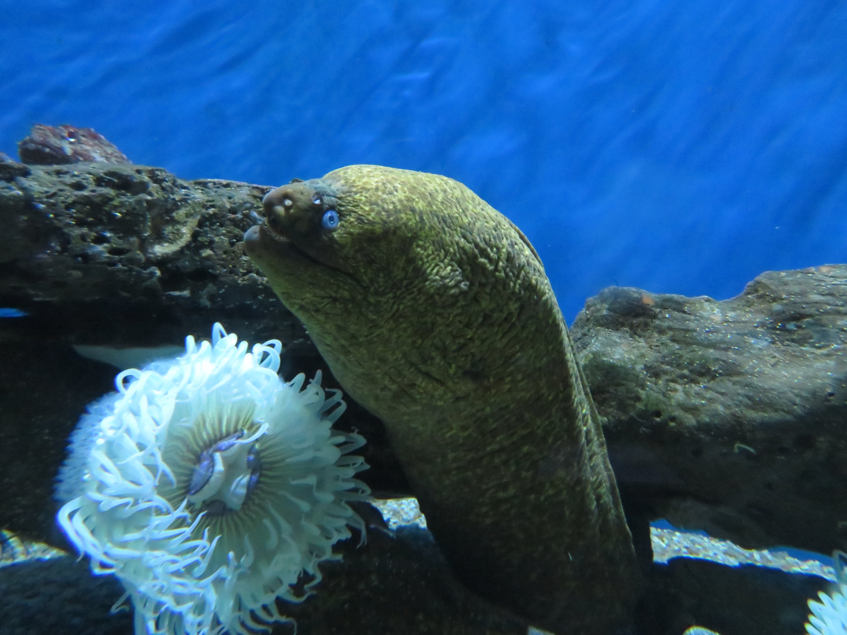 California Moray Eel