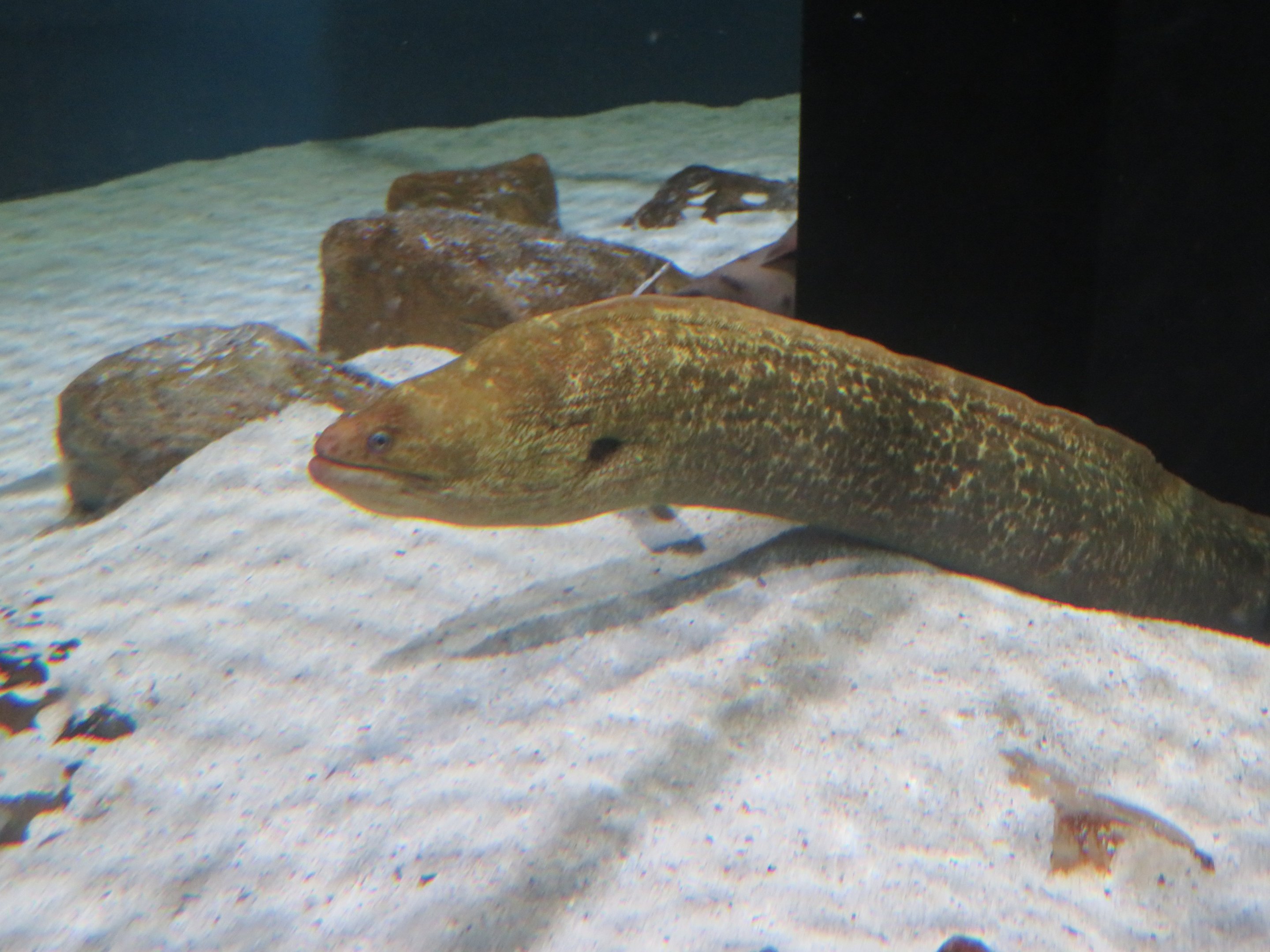 California Moray Eel