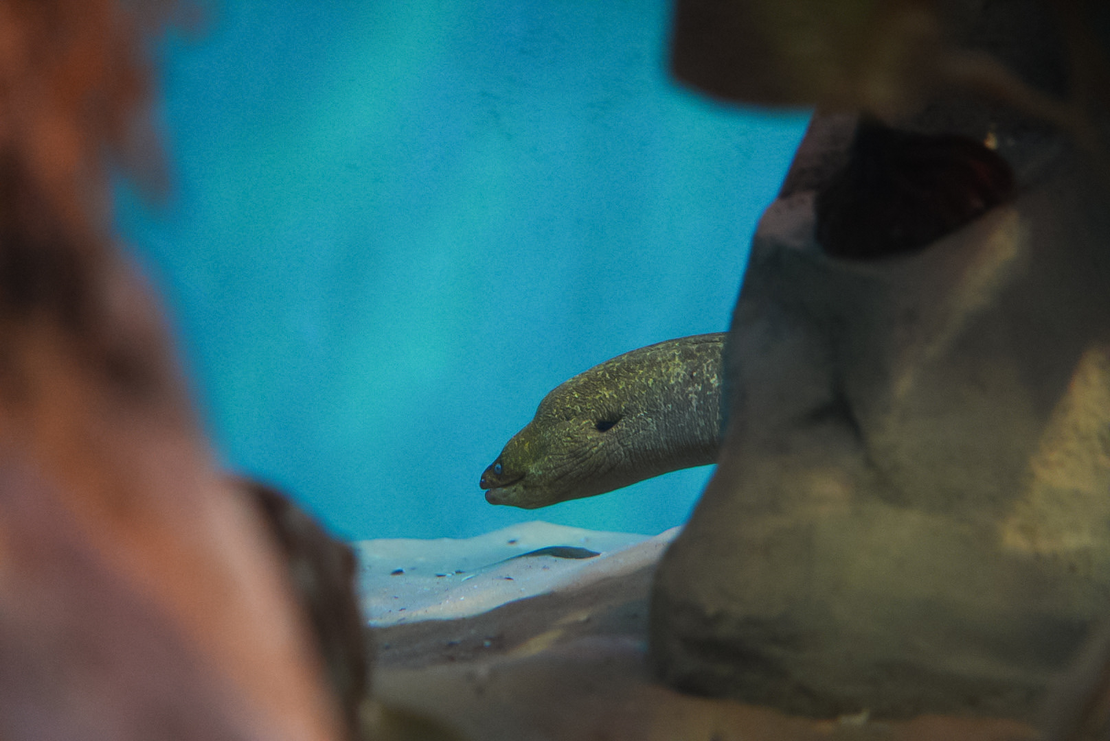 California Moray Eel