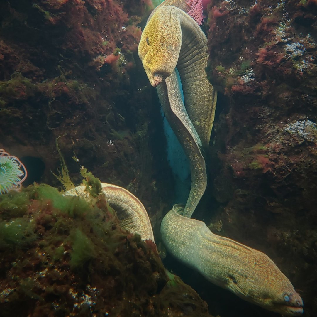 California Moray Eels (Gymnothorax mordax)