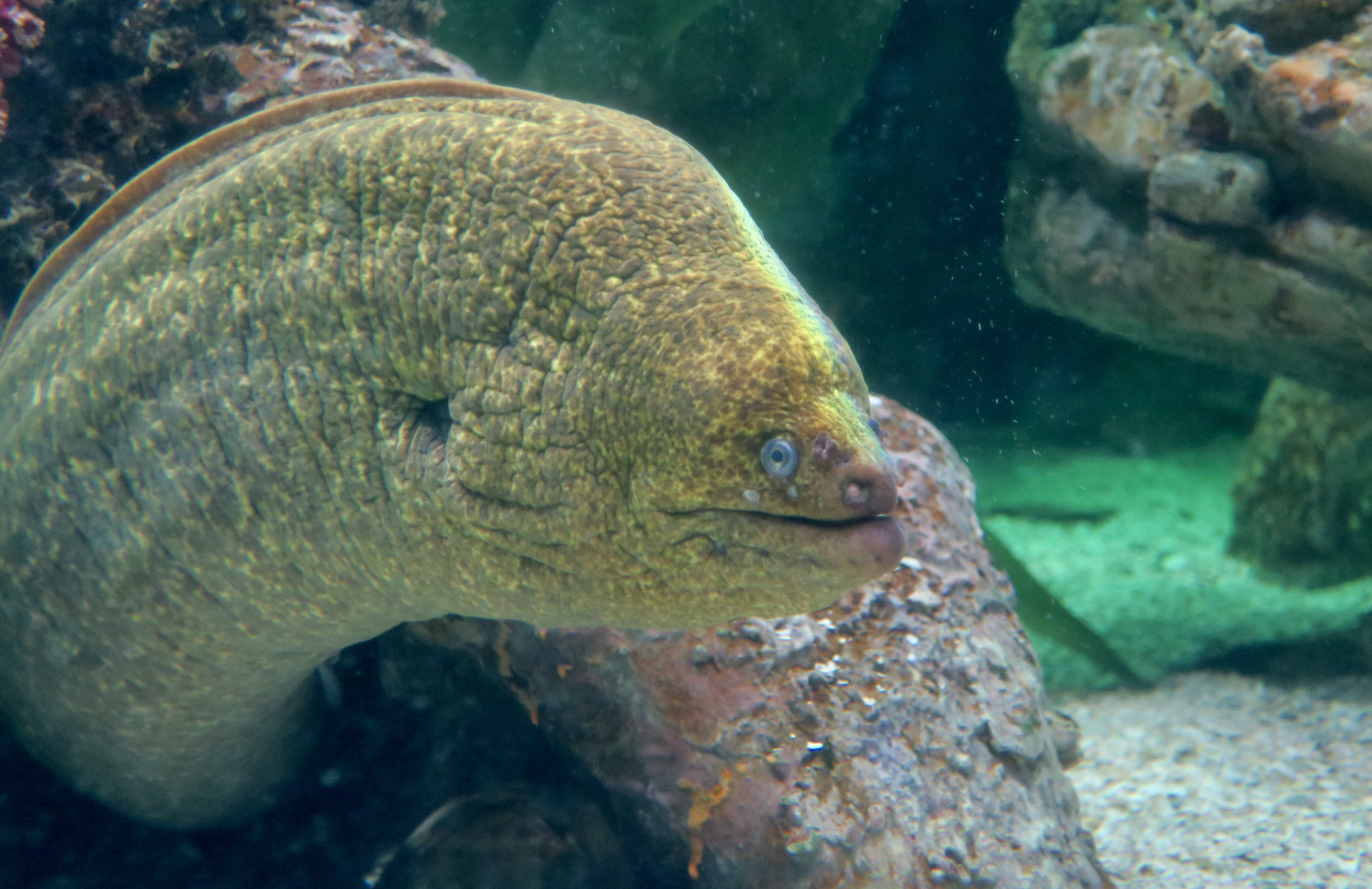 California Moray (Gymnothorax mordax)
