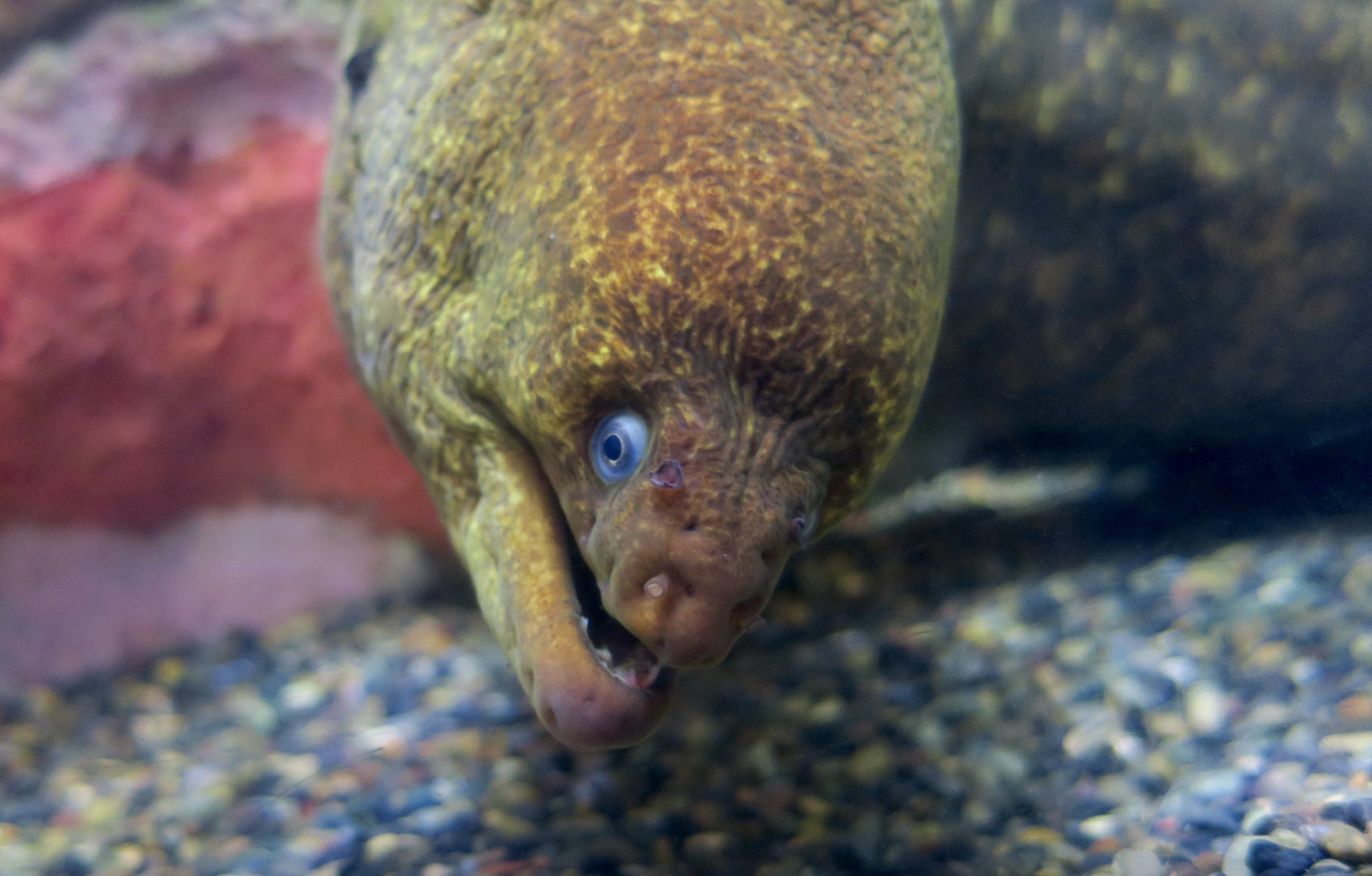 California Moray (Gymnothorax mordax)