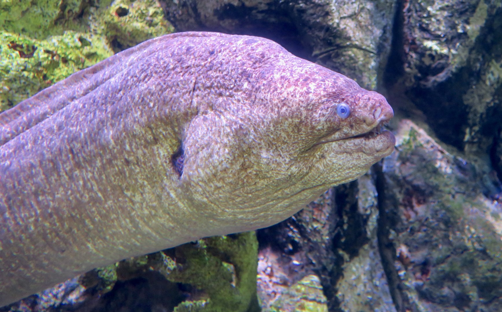 California Moray (Gymnothorax mordax)