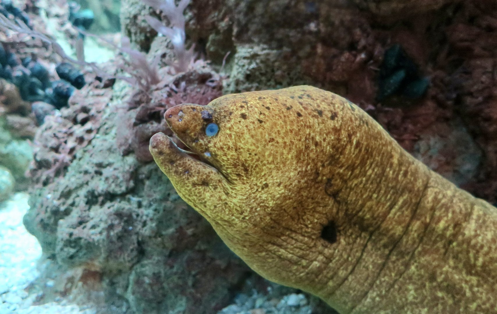 California Moray (Gymnothorax mordax)