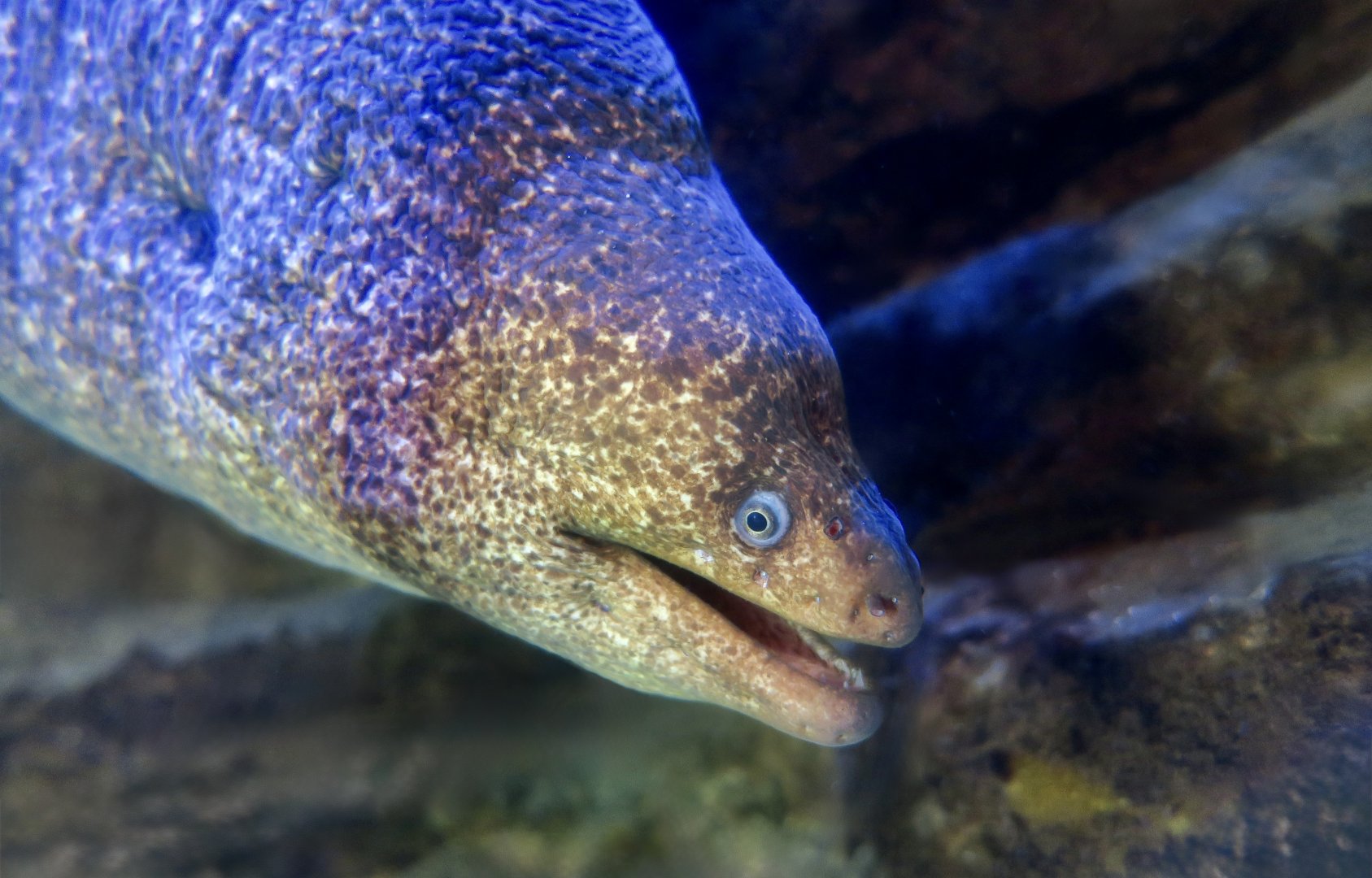 California Moray (Gymnothorax mordax)