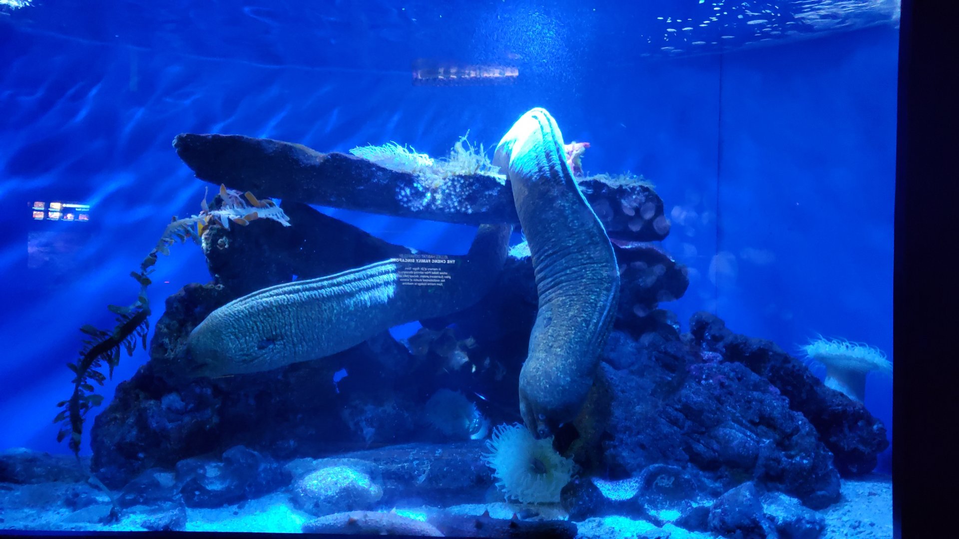 california moray tank