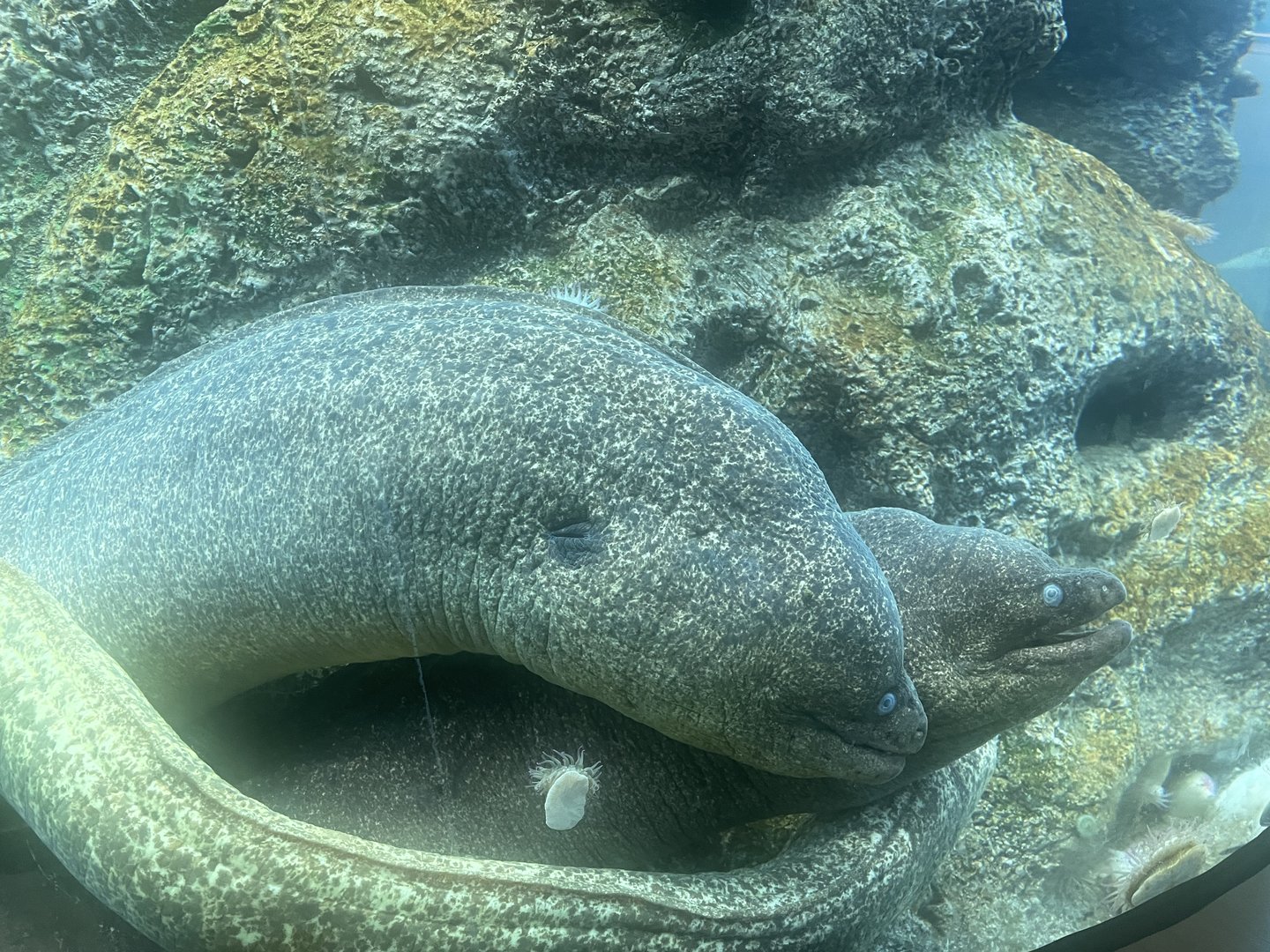 California Moray