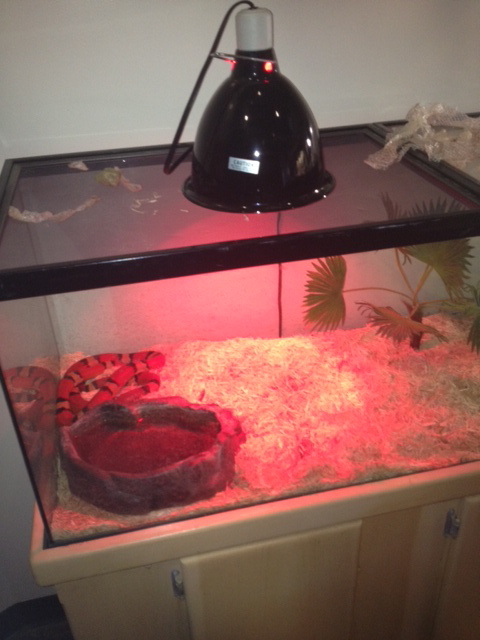 California mountain kingsnake enclosure