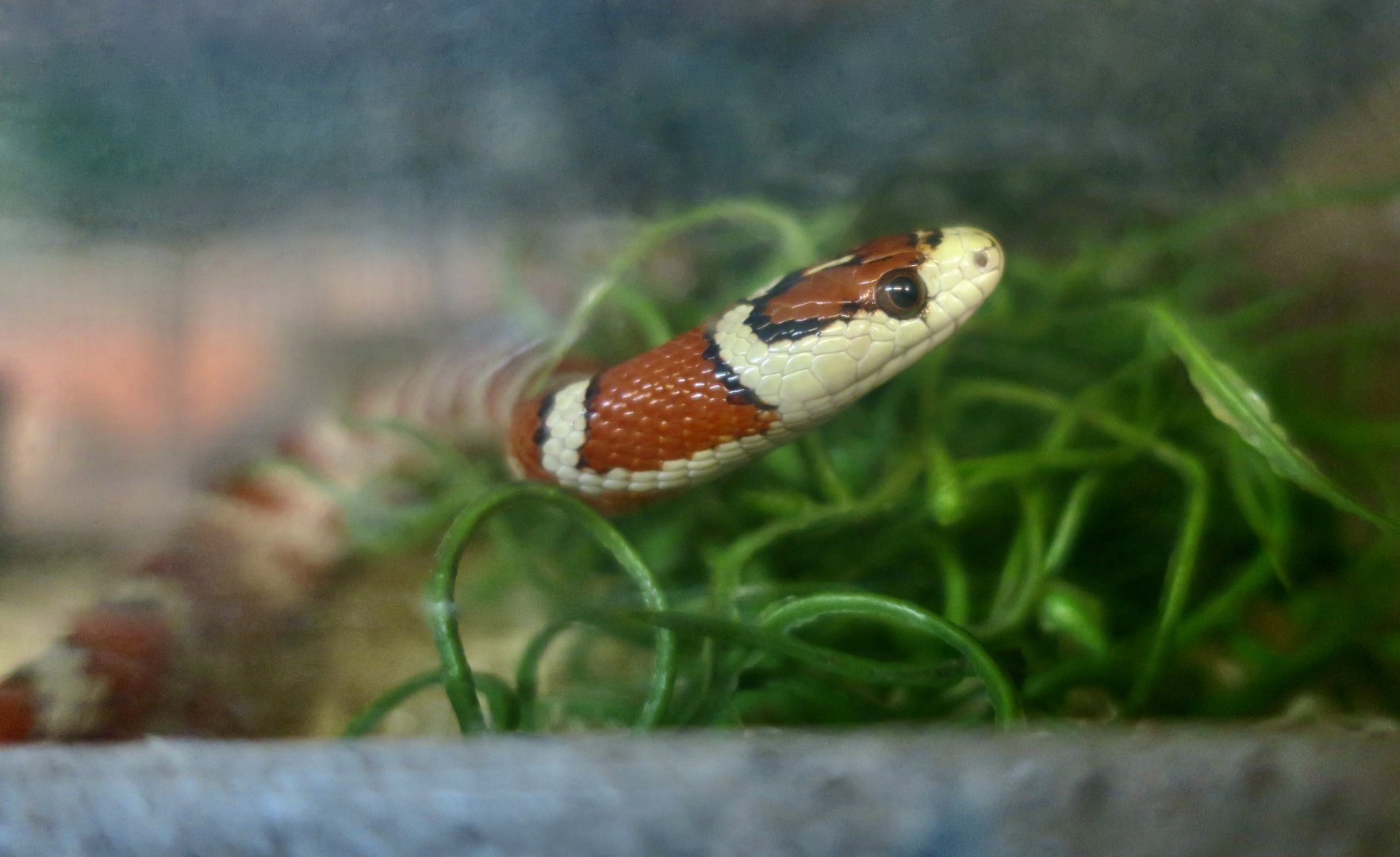 California Mountain Kingsnake (Lampropeltis zonata) young