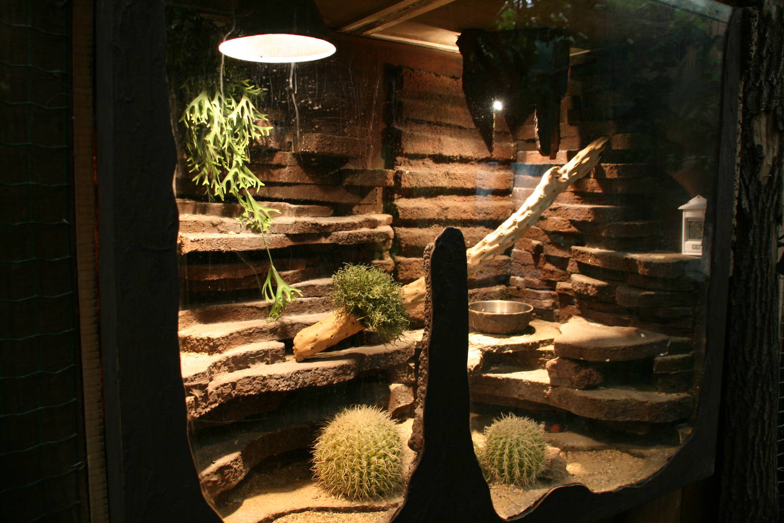 California mountain Kingsnake terrarium