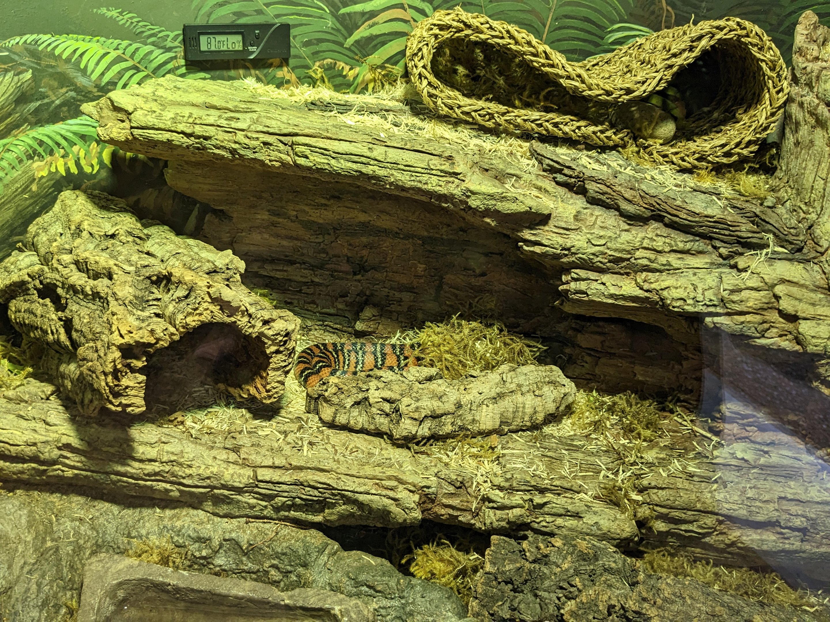 California mountain kingsnake