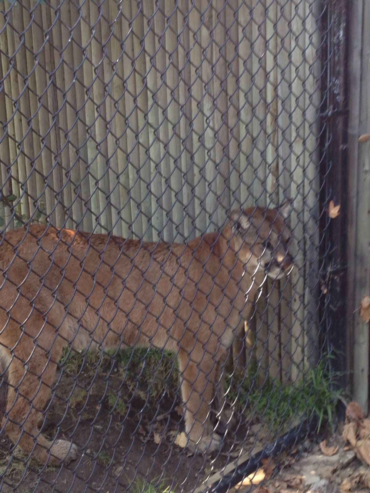 California mountain lion (Puma concolor californica)