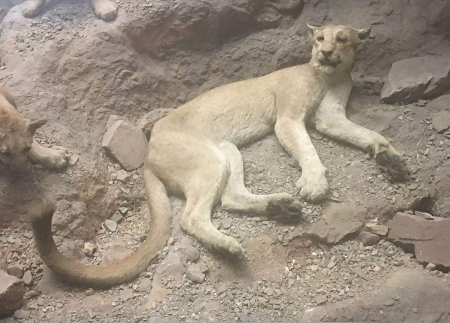 California mountain lion (Puma concolor californica)