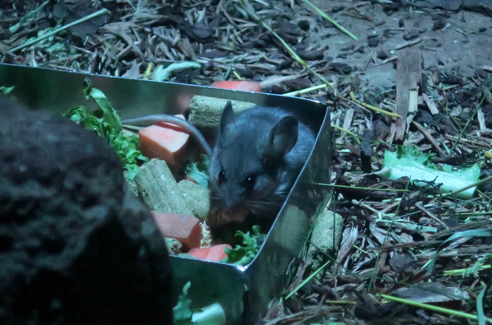 California Mouse (Peromyscus californicus)