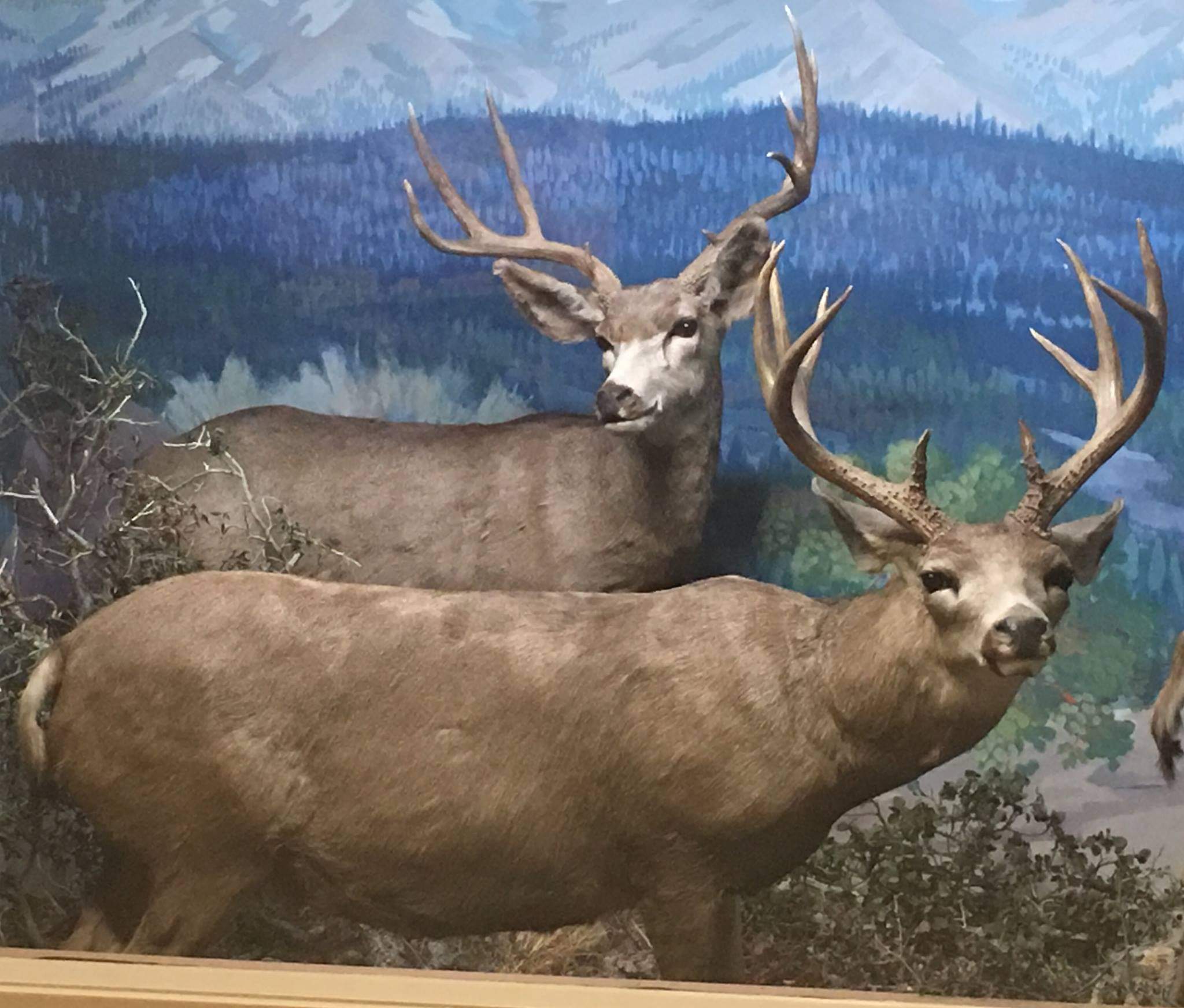 California mule deer (Odocoileus hemionus californicus)