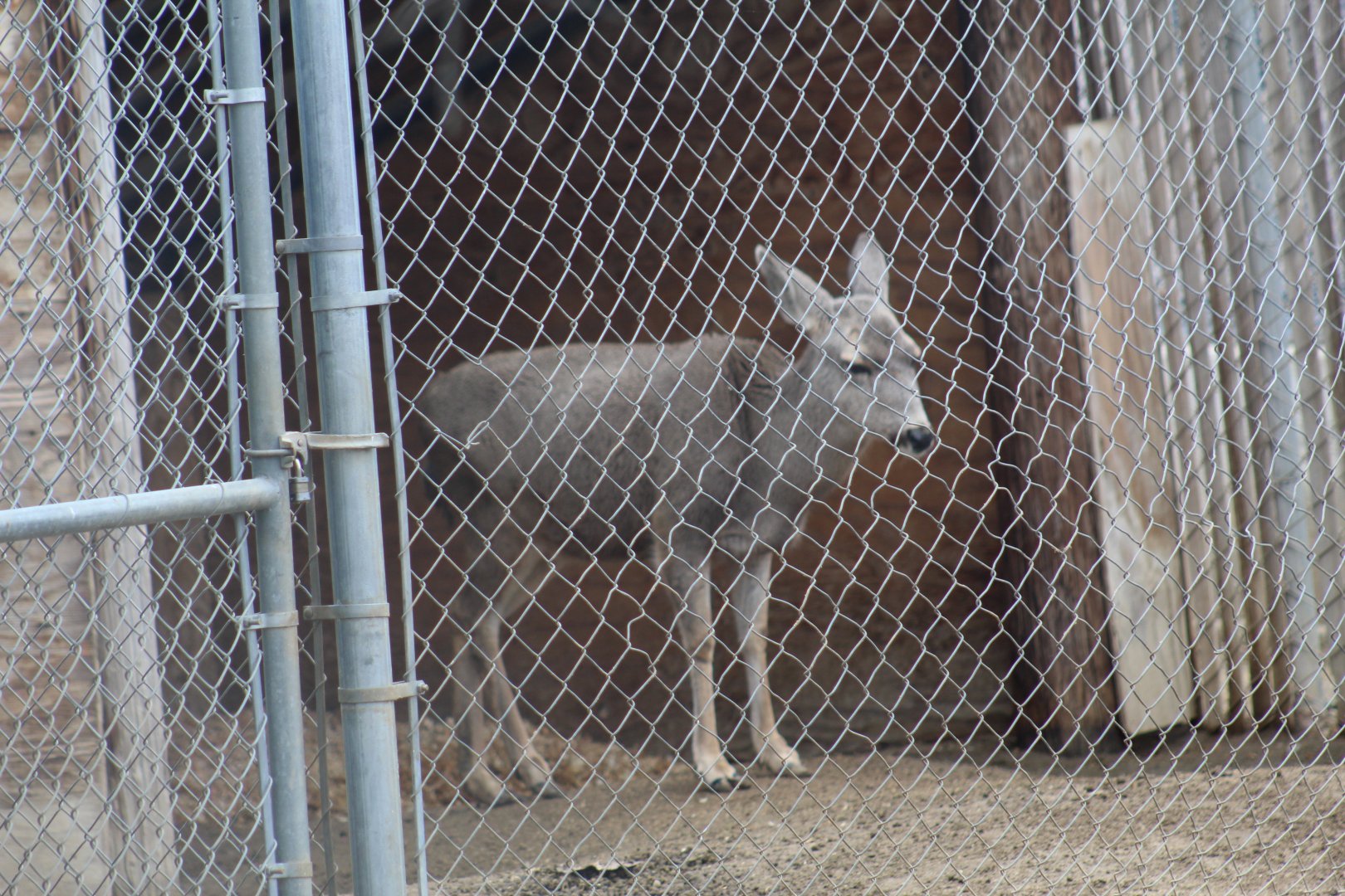 California Mule Deer?