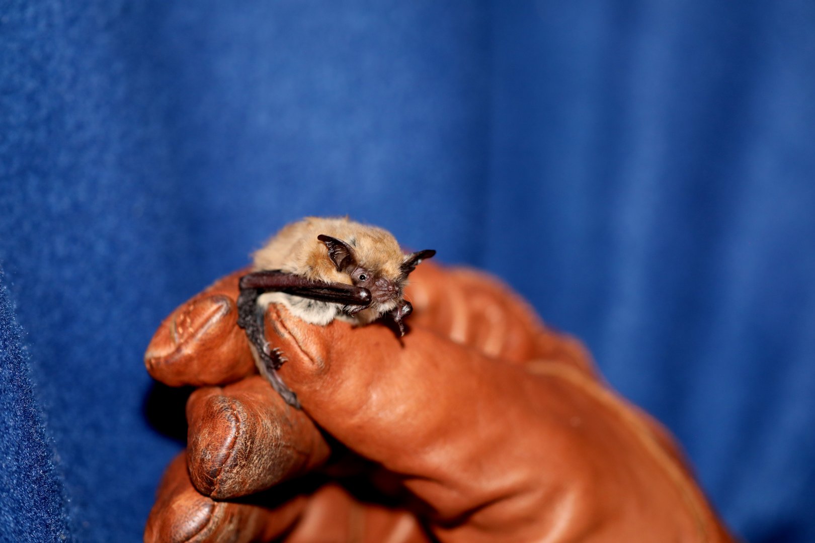 California Myotis (Myotis californicus)