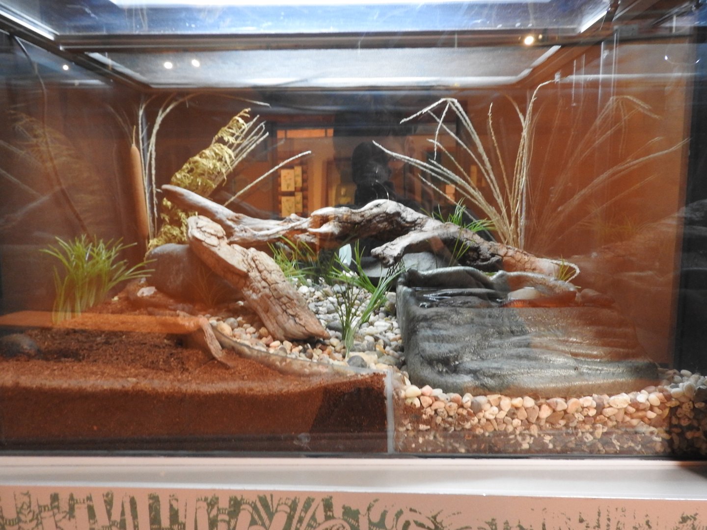 California Newt and Rough-skinned Newt Exhibit