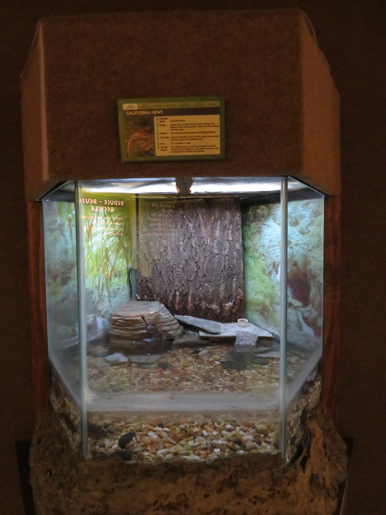 California Newt Tank