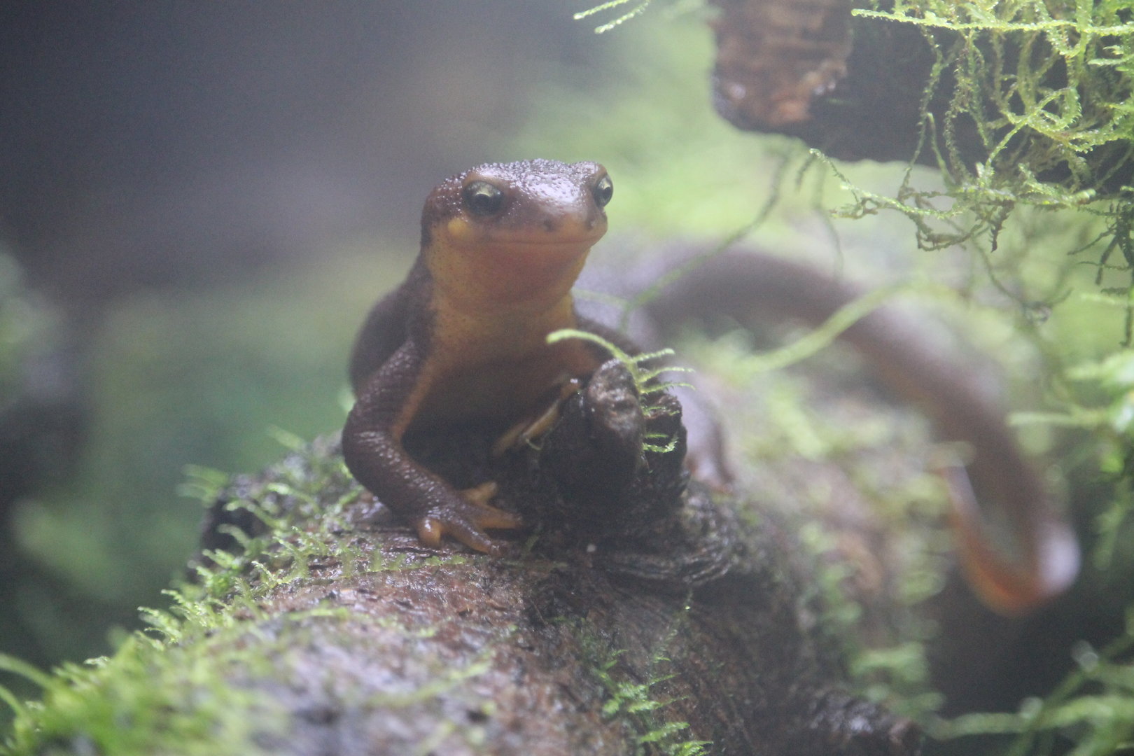 California Newt (Taricha torosa)